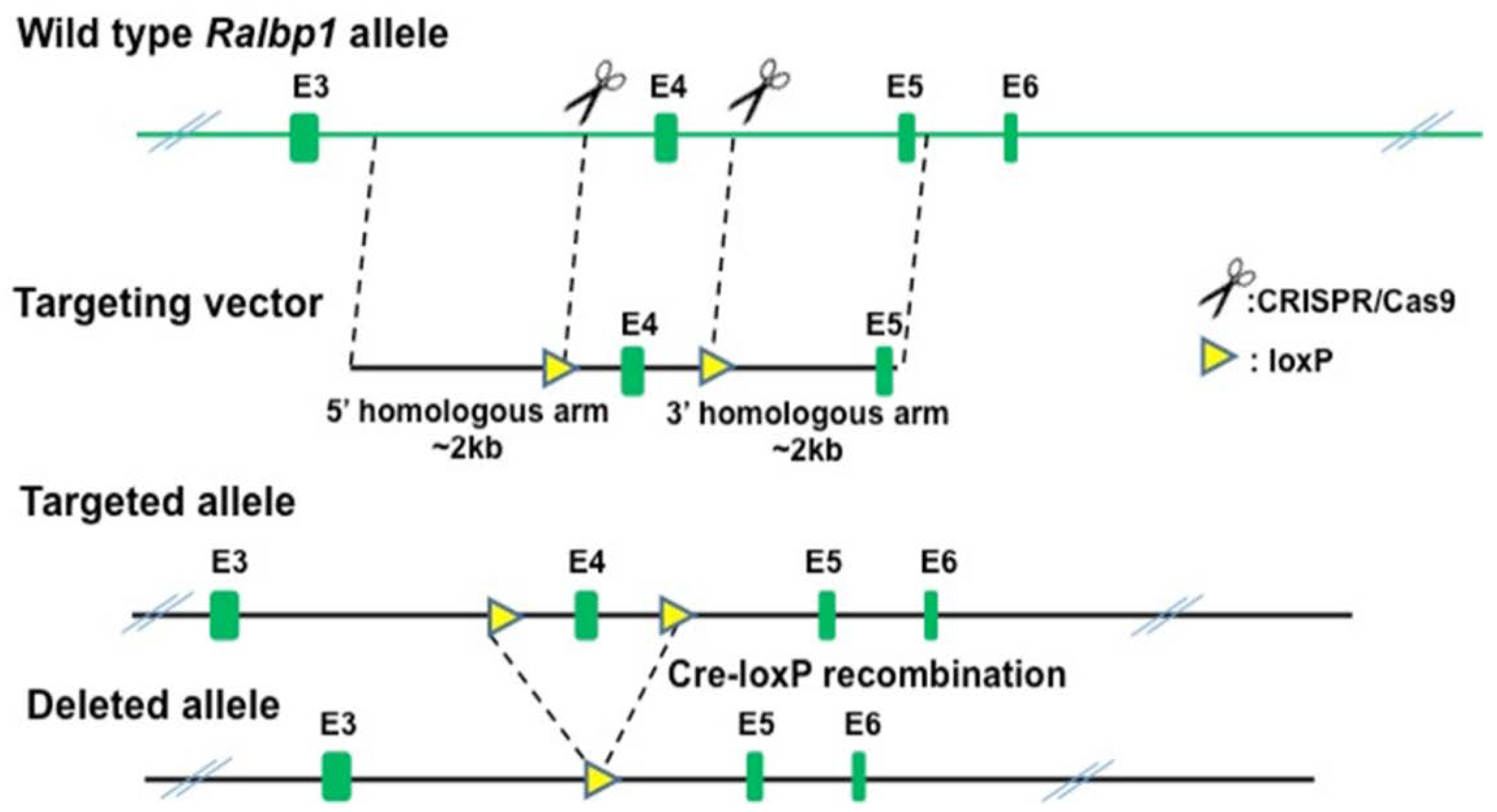 Cancers 13 03329 g001