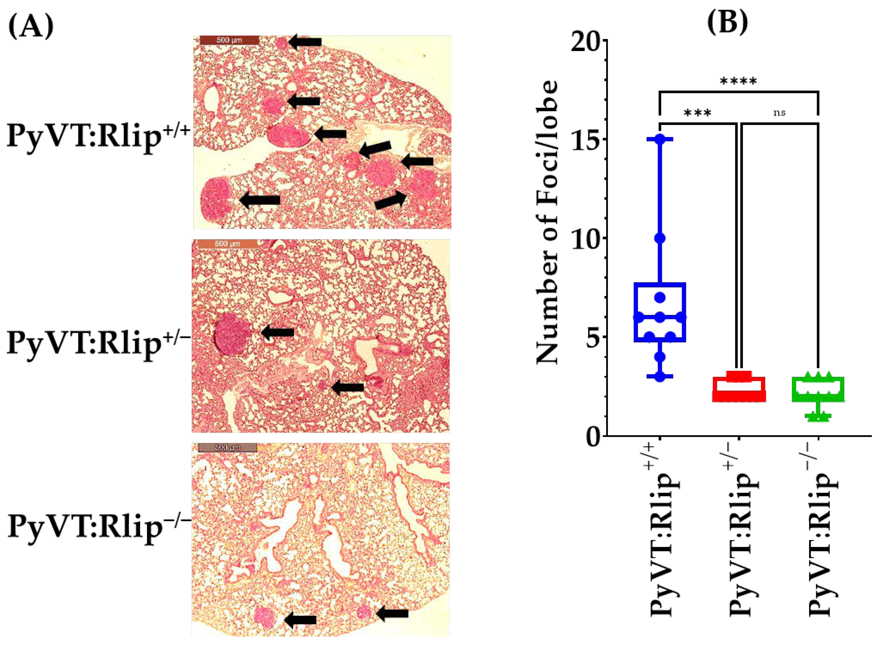 Cancers 13 03329 g005