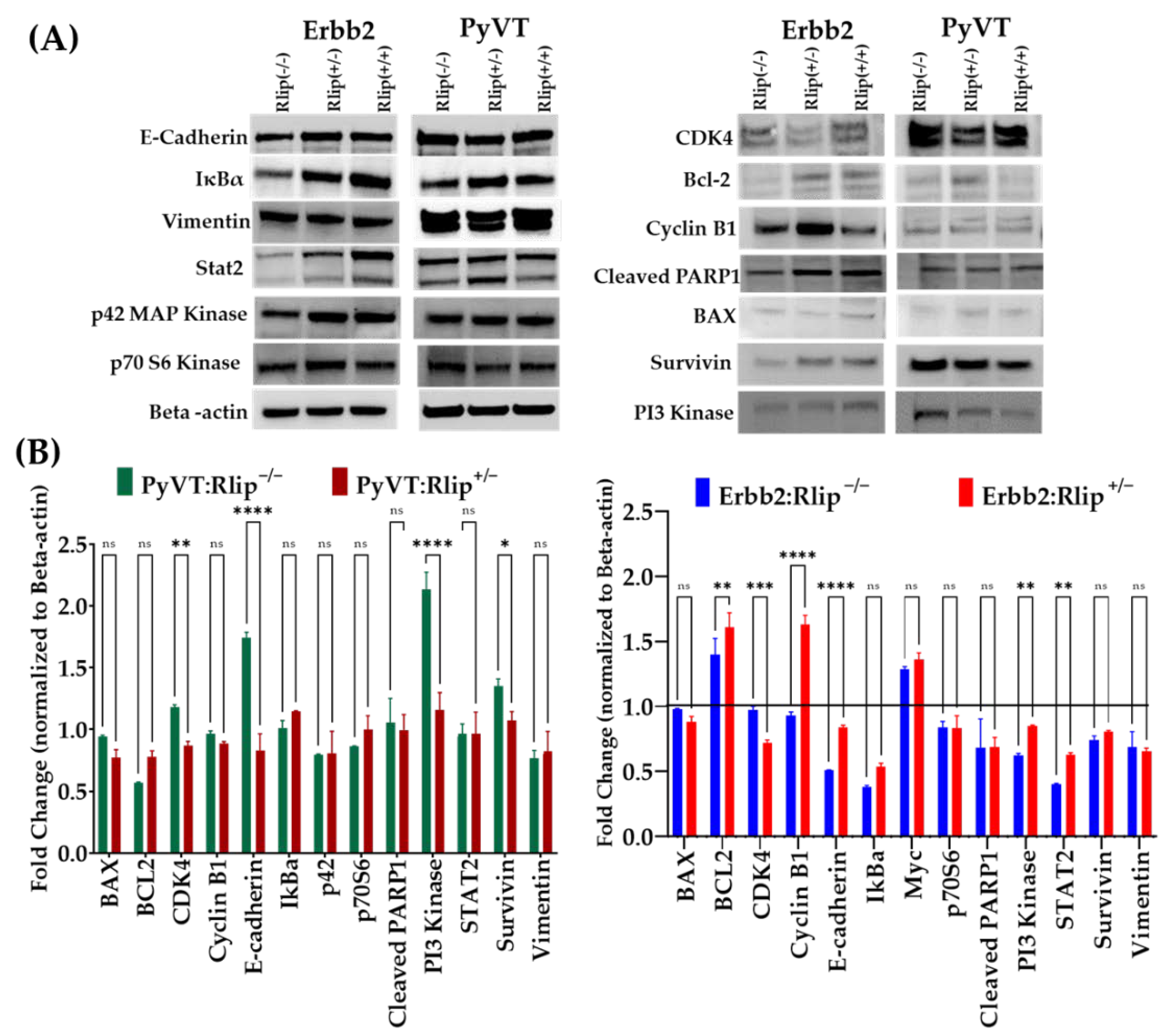 Cancers 13 03329 g006