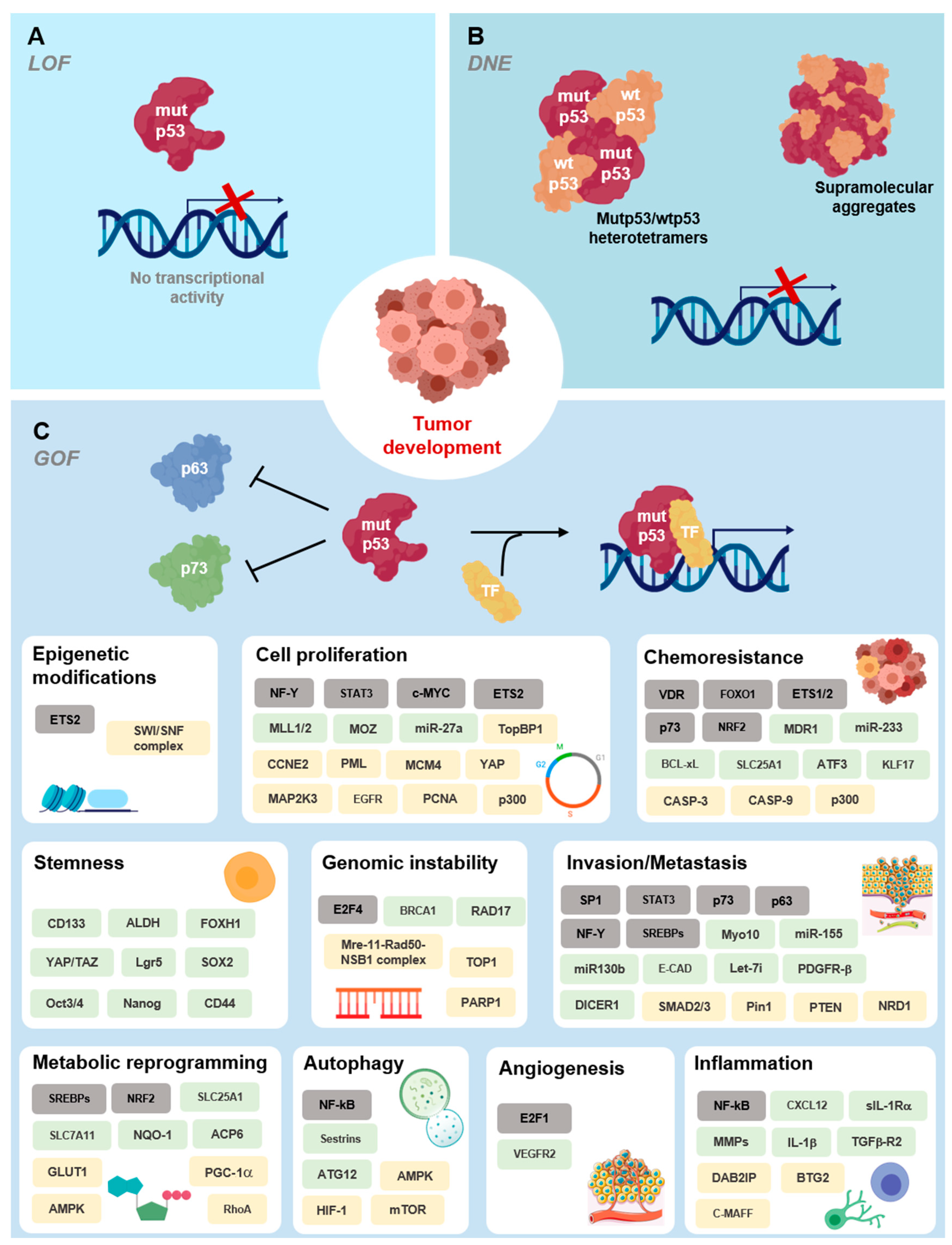 Cancers 13 03344 g004 Cancers 13 03344 g004