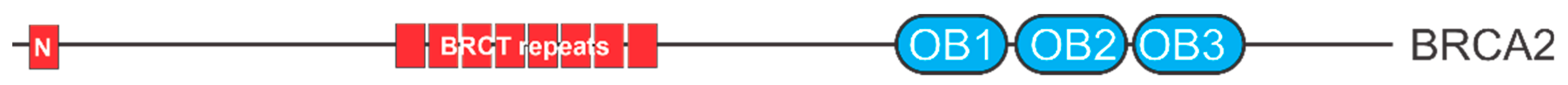 Cancers 13 03346 g006