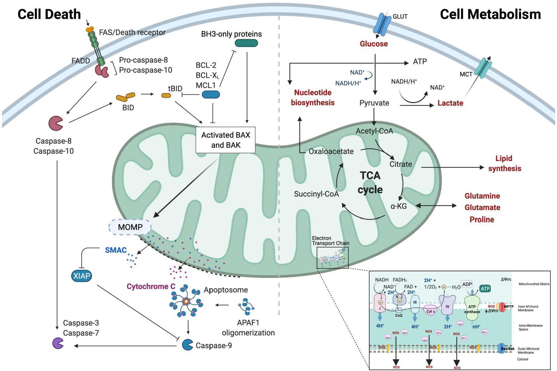 Cancers | Free Full-Text | Metabolic Reprogramming: A Friend or 