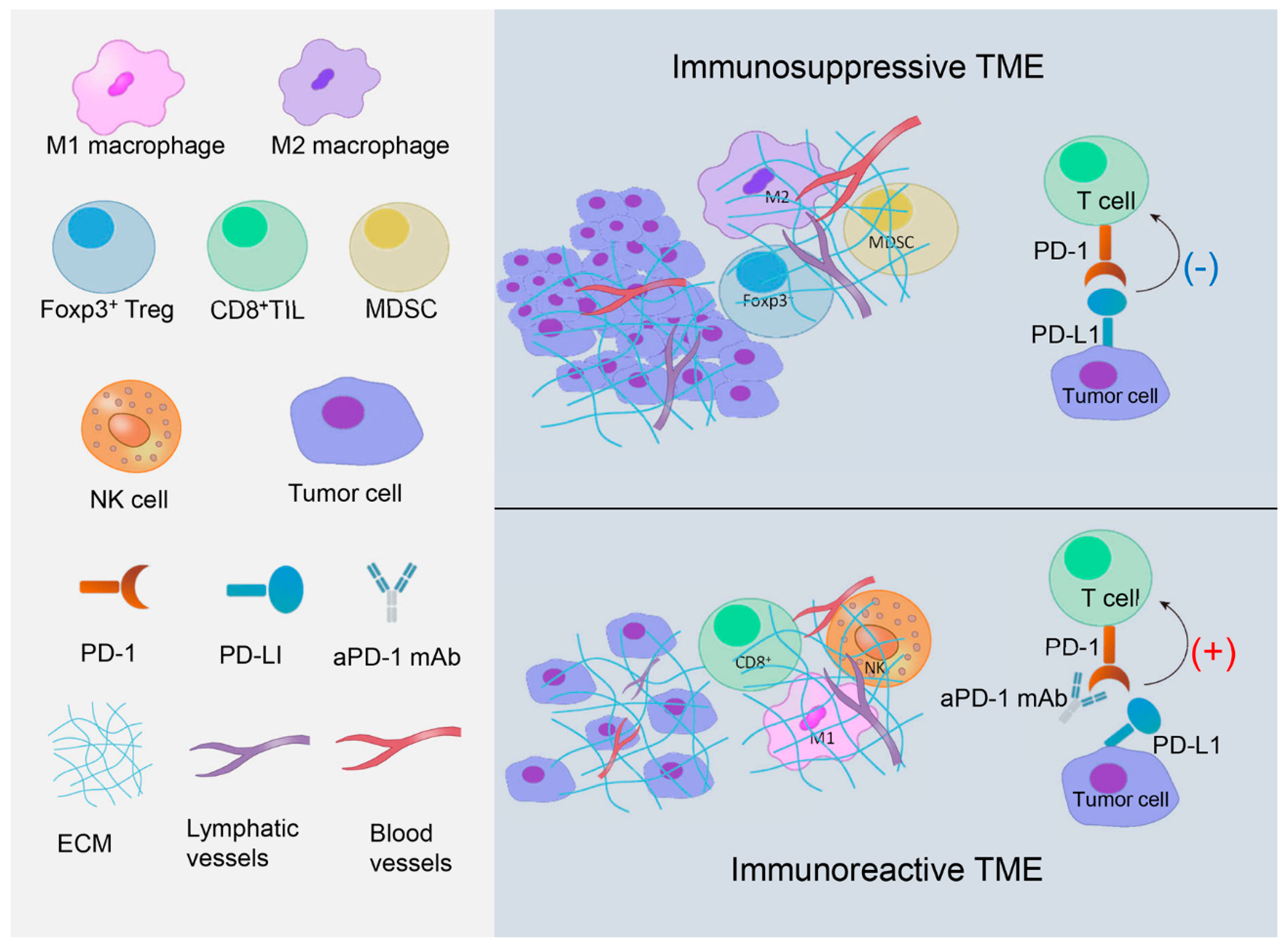 Cancers | Free Full-Text | Tumor Microenvironment: Key Players in ...