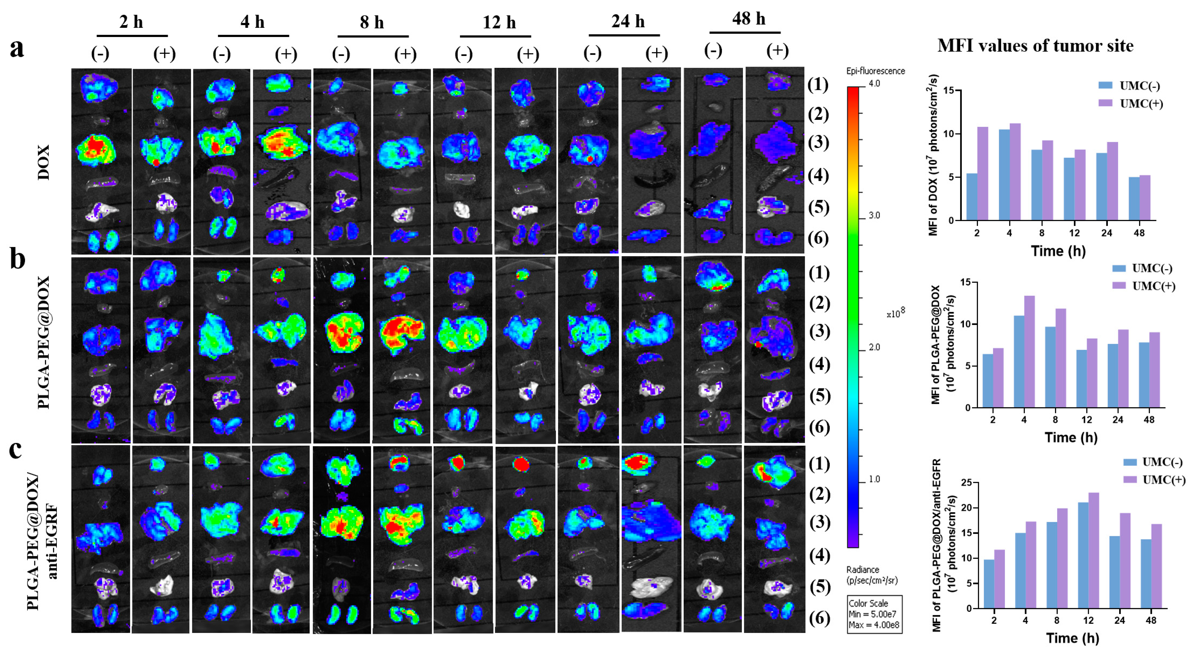 Cancers 13 03383 g005 550