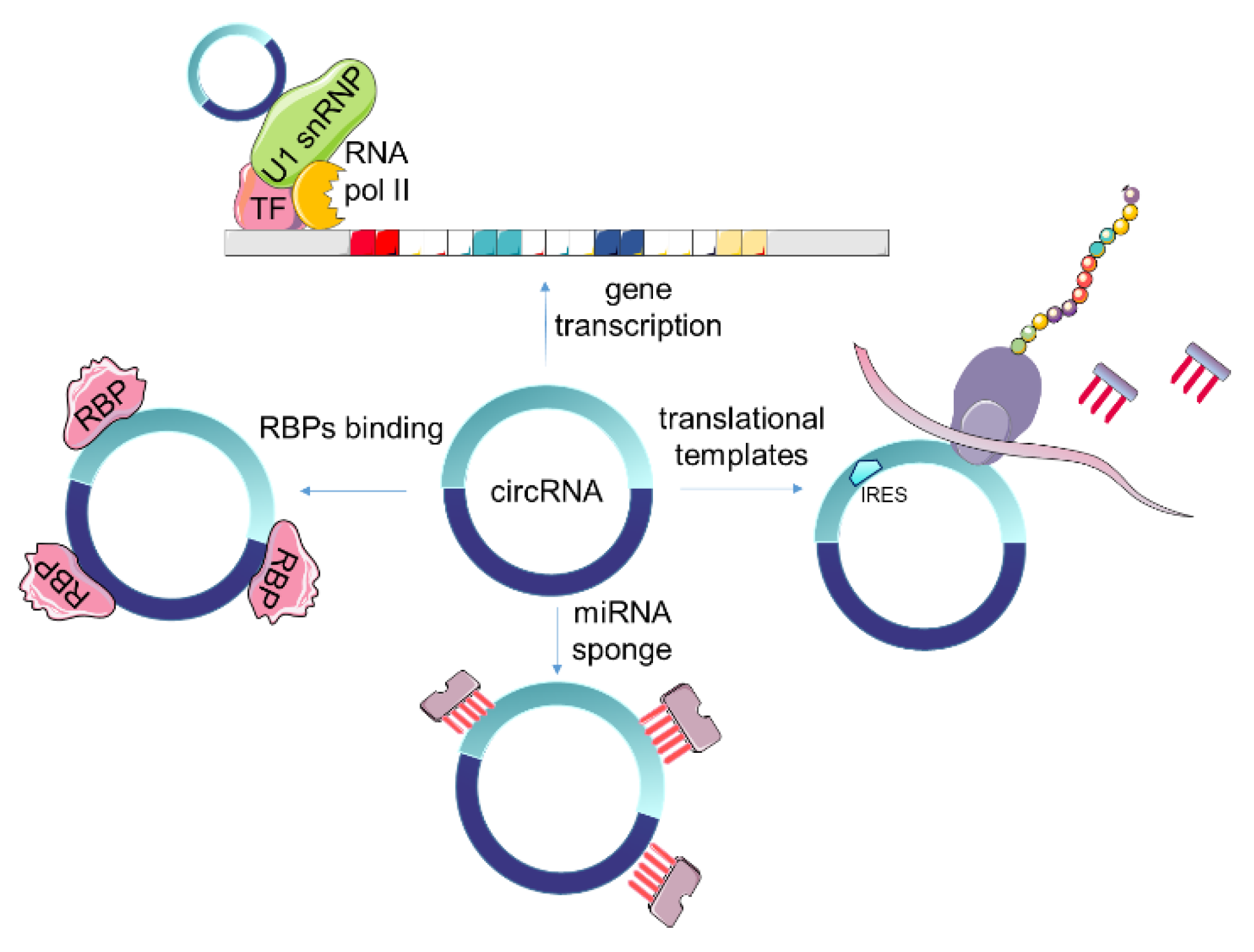 Oncogenic Functions and Clinical Significance of Circular