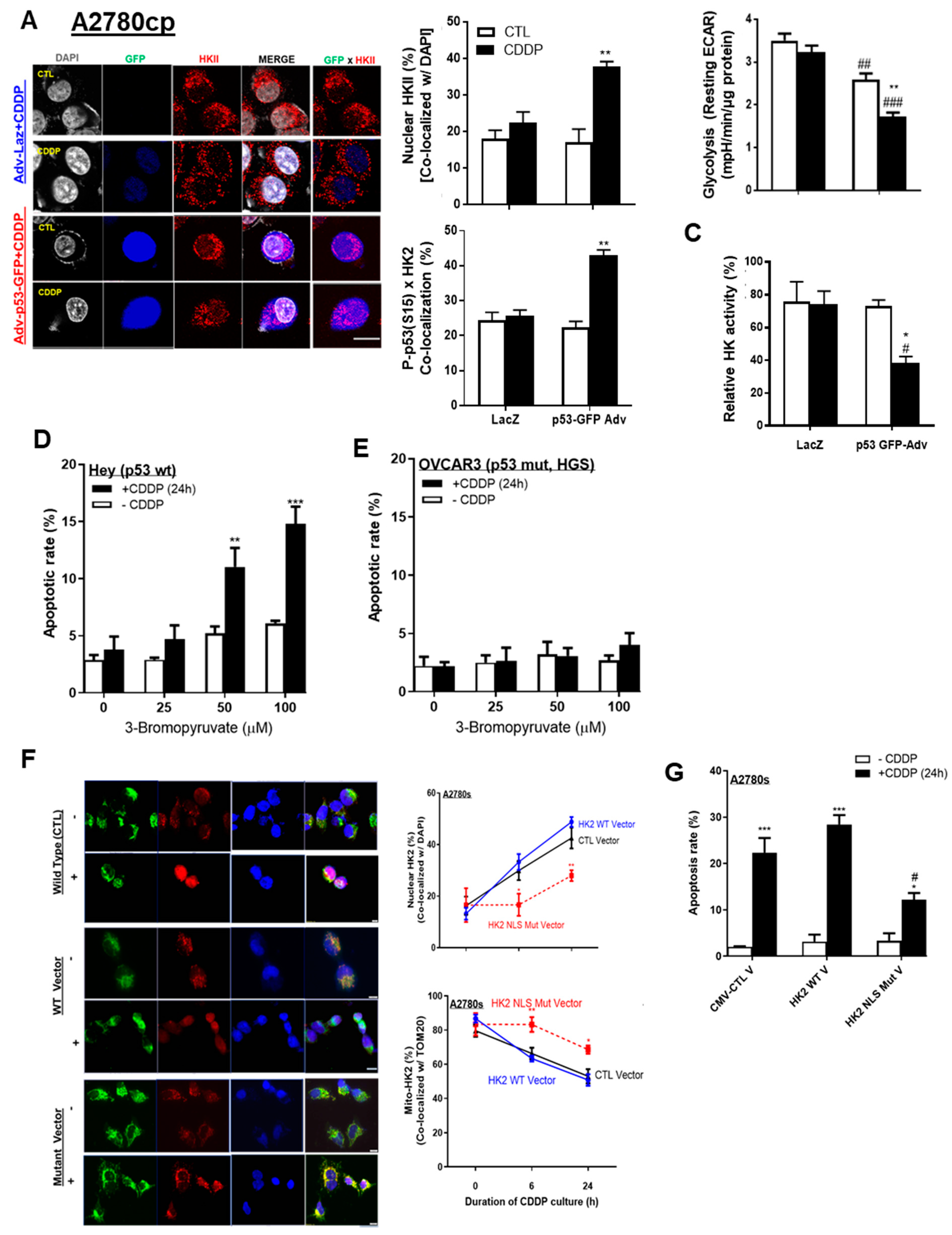 cancers free full text nuclear hkii p p53 ser15 interaction is a prognostic biomarker for chemoresponsiveness and glycolytic regulation in epithelial ovarian cancer html
