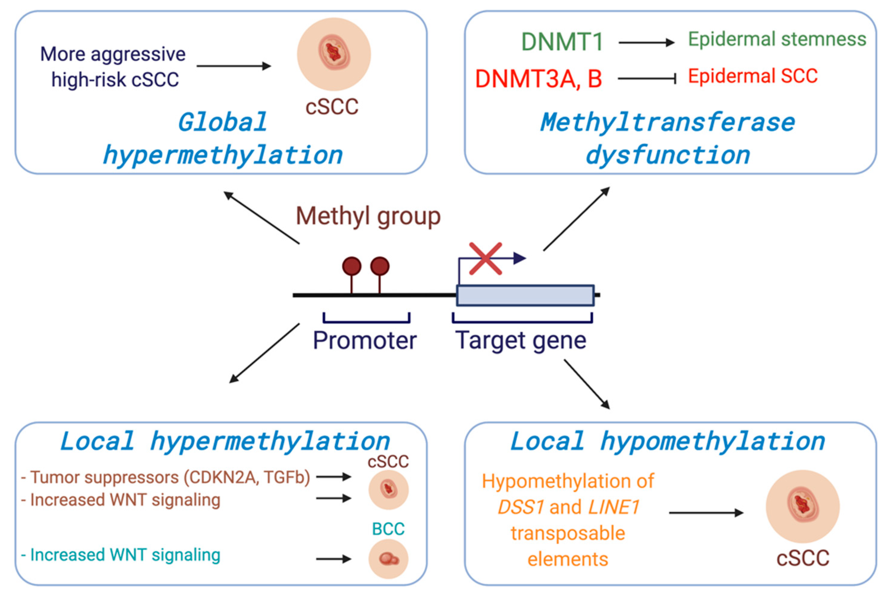 Cancers 13 03402 g001