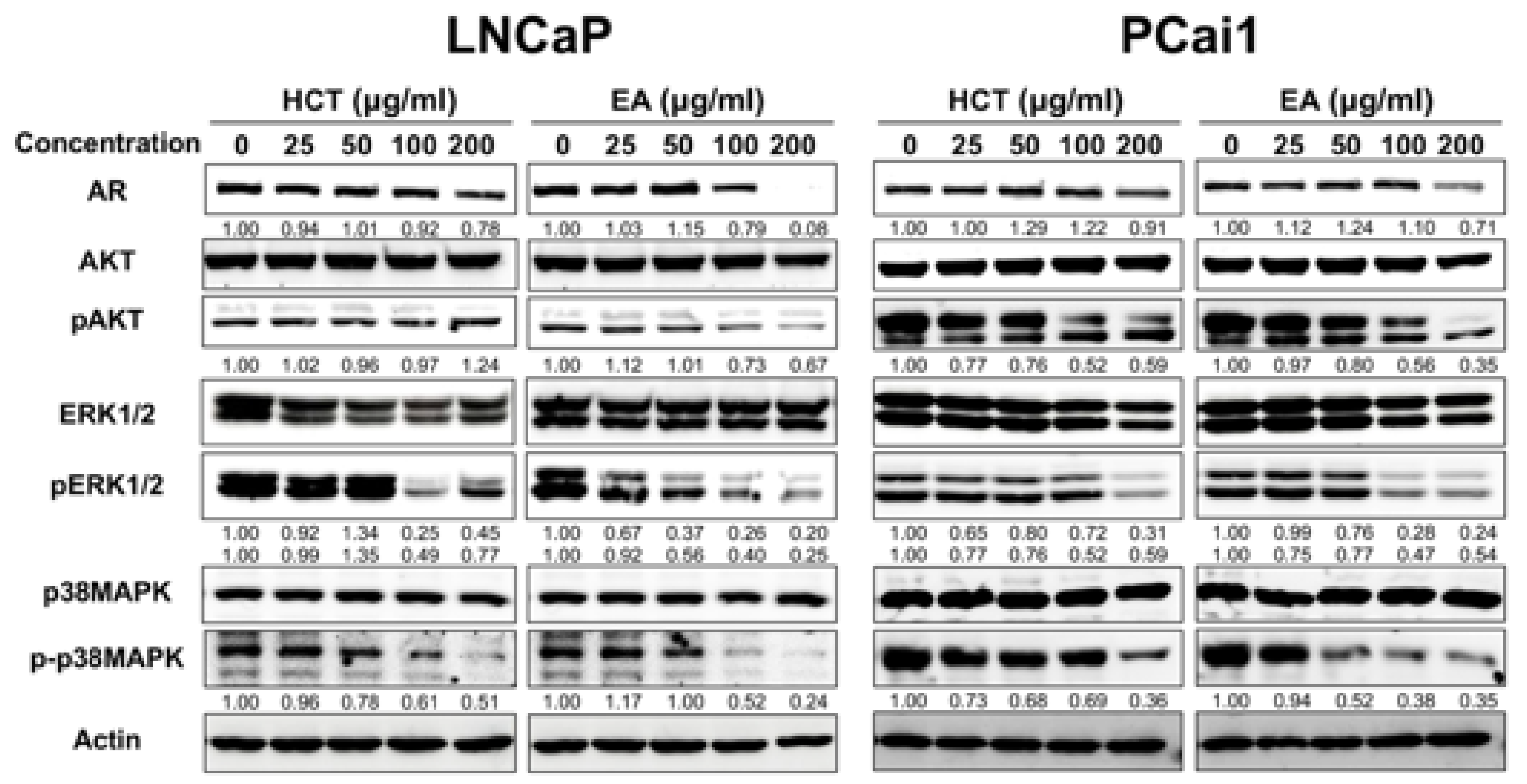Cancers 13 03403 g004 Cancers 13 03403 g004