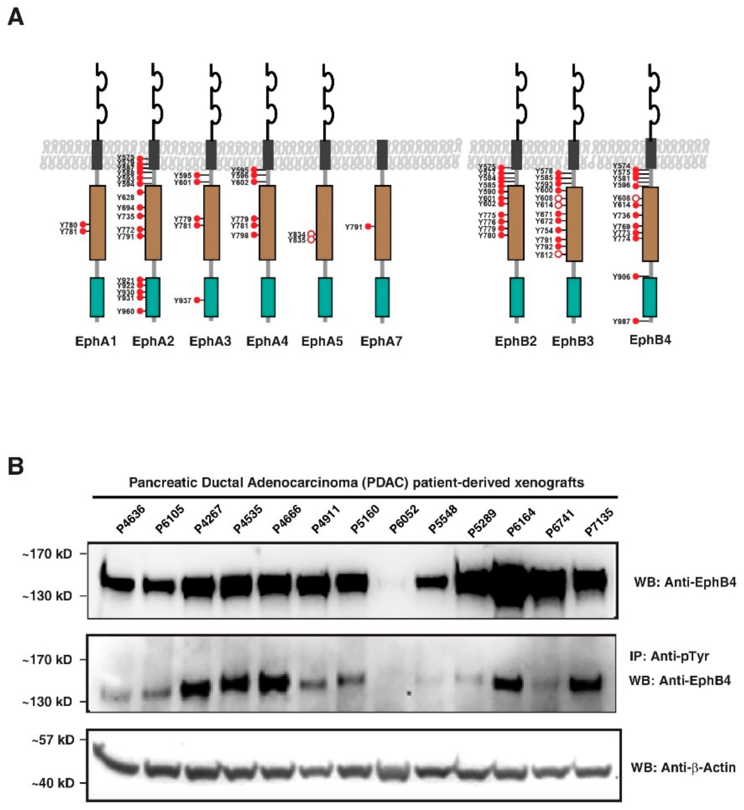 Cancers 13 03404 g004 550