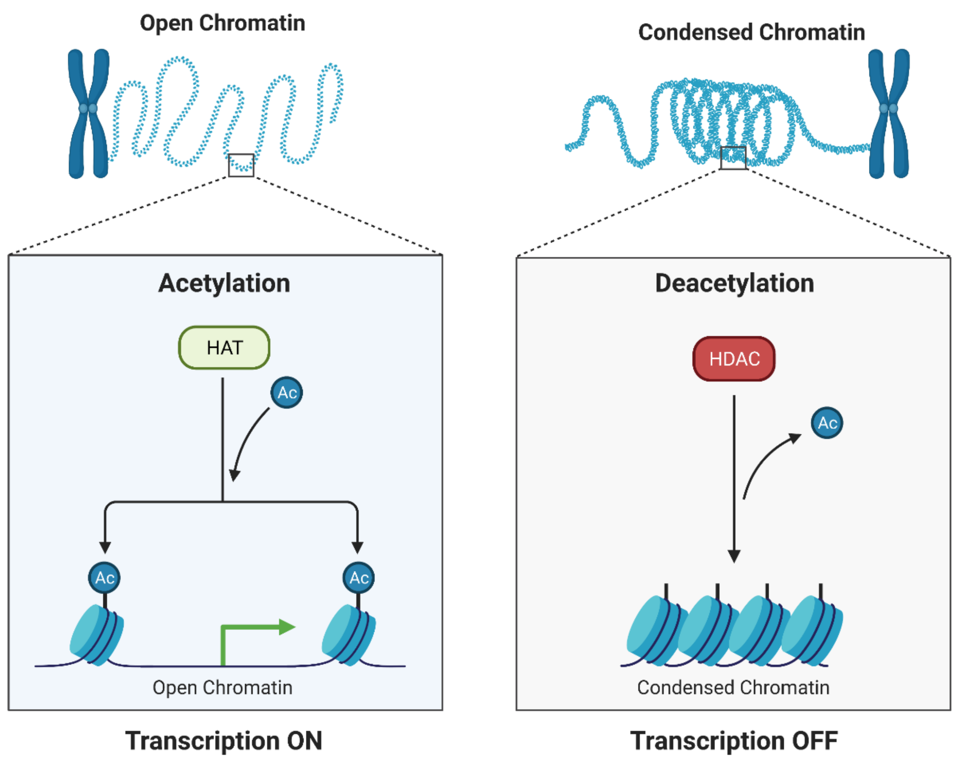 Cancers 13 03409 g002