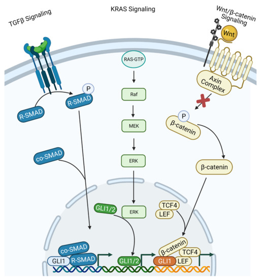 Cancers Free FullText Hedgehog/GLI Signaling Pathway Transduction