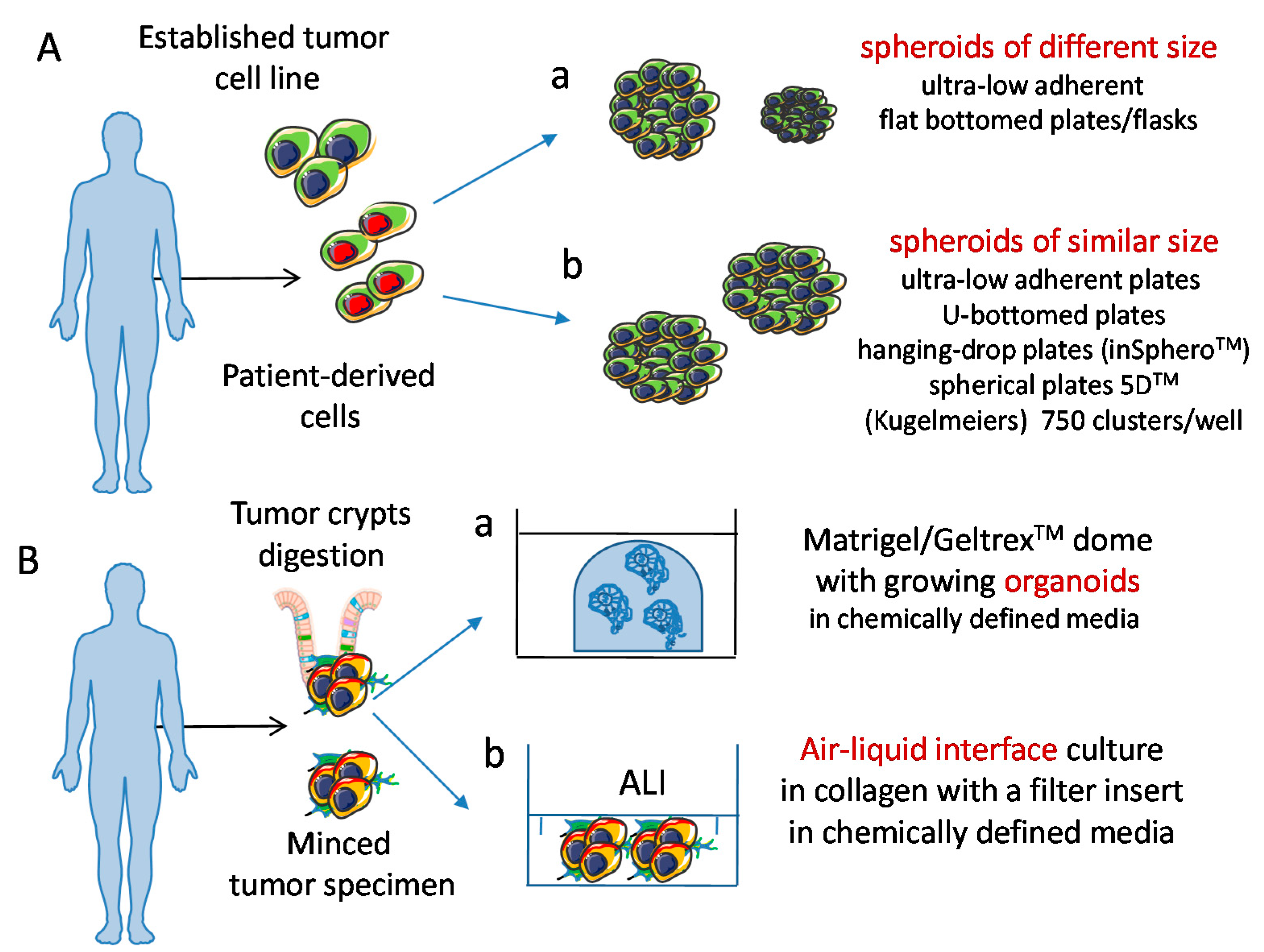 Cancers 13 03417 g003