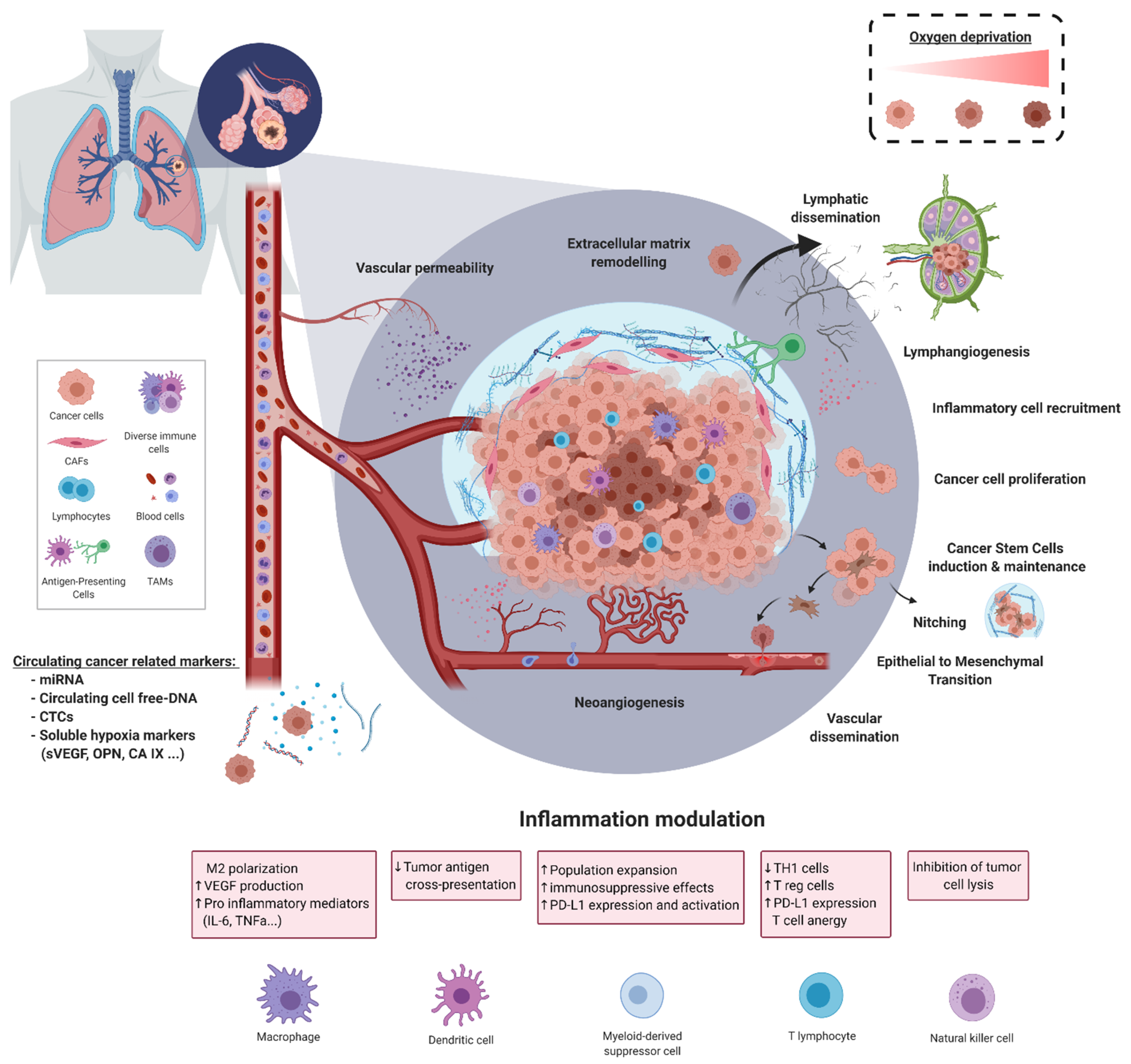Cancers Free Full Text Hypoxia In Lung Cancer Management A Translational Approach Html Cancers Free Full Text Hypoxia In Lung Cancer Management A Translational Approach Html