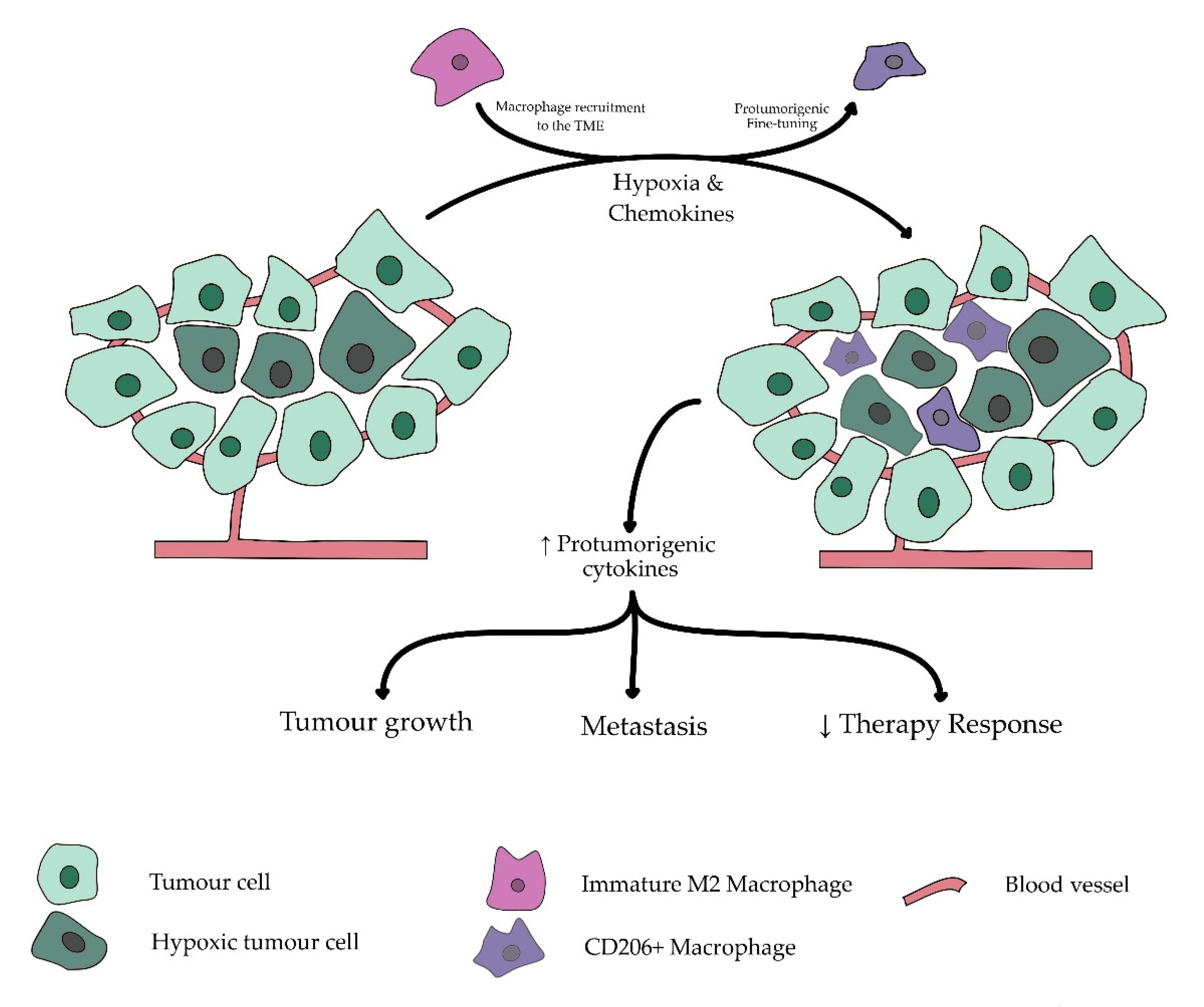 Cancers 13 03422 g002