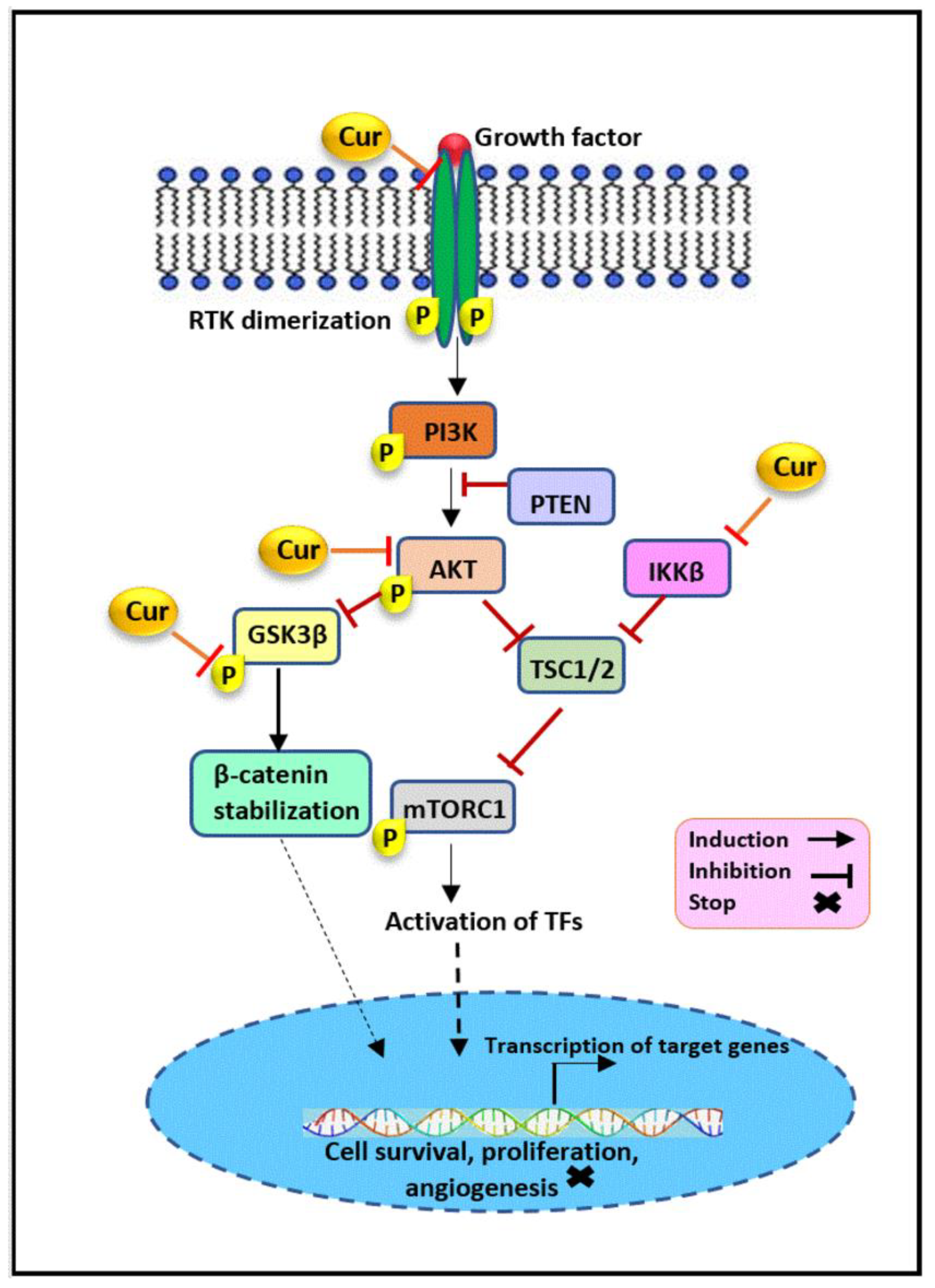 Combination treatment of berberine and solid lipid curcumin particles  increased cell death and inhibited PI3K/Akt/mTOR pathway of human cultured  glioblastoma cells more effectively than did individual treatments