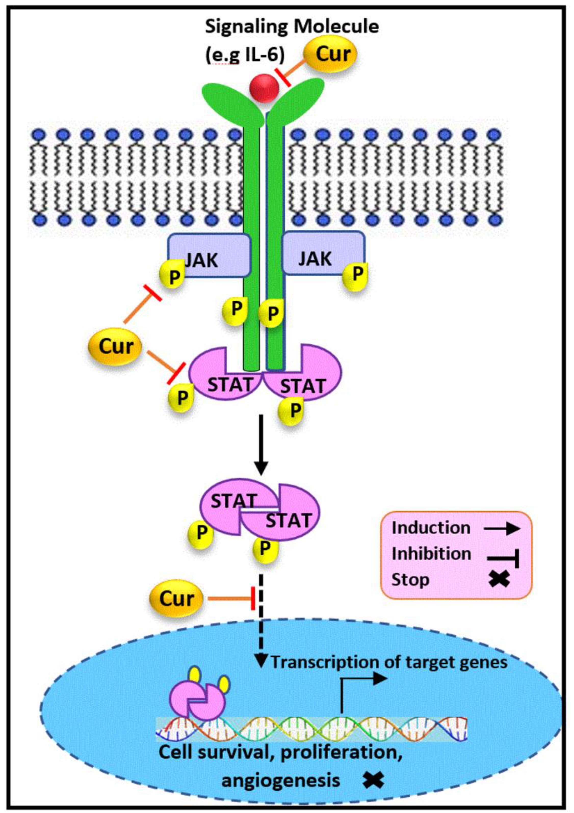 La curcumine active la voie de signalisation de suppression des tumeurs -  Des chercheurs ont identifié une voie de signalisation par laquelle la  curcumine peut supprimer les métastases des cellules cancéreuses  colorectales.