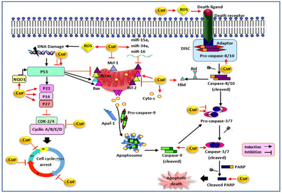 Curcumin: Modulator of Key Molecular Signaling Pathways in Curcumin: Modulator of Key Molecular Signaling Pathways in
