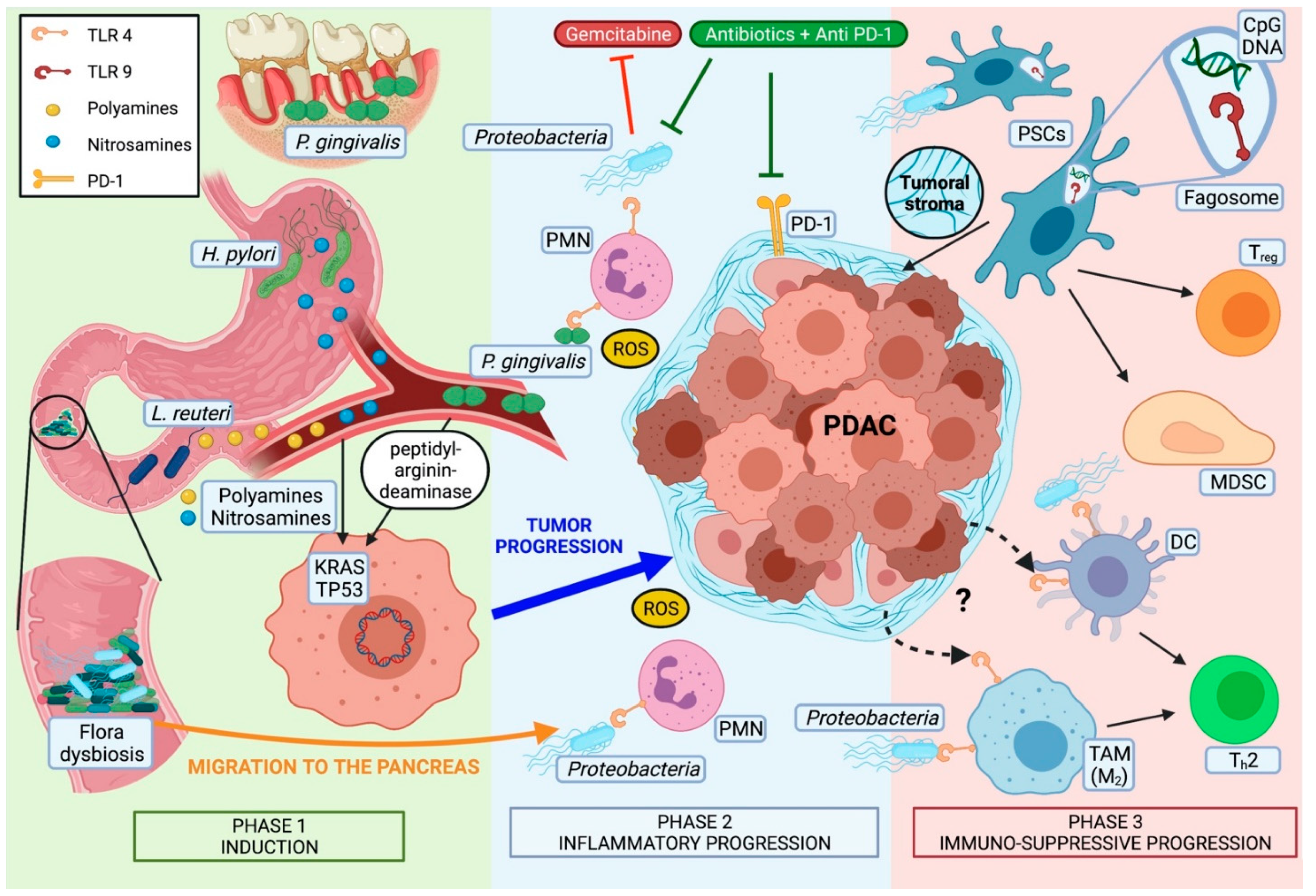 Cancers Free Full Text Micro And Mycobiota Dysbiosis In Pancreatic Ductal Adenocarcinoma Development Html