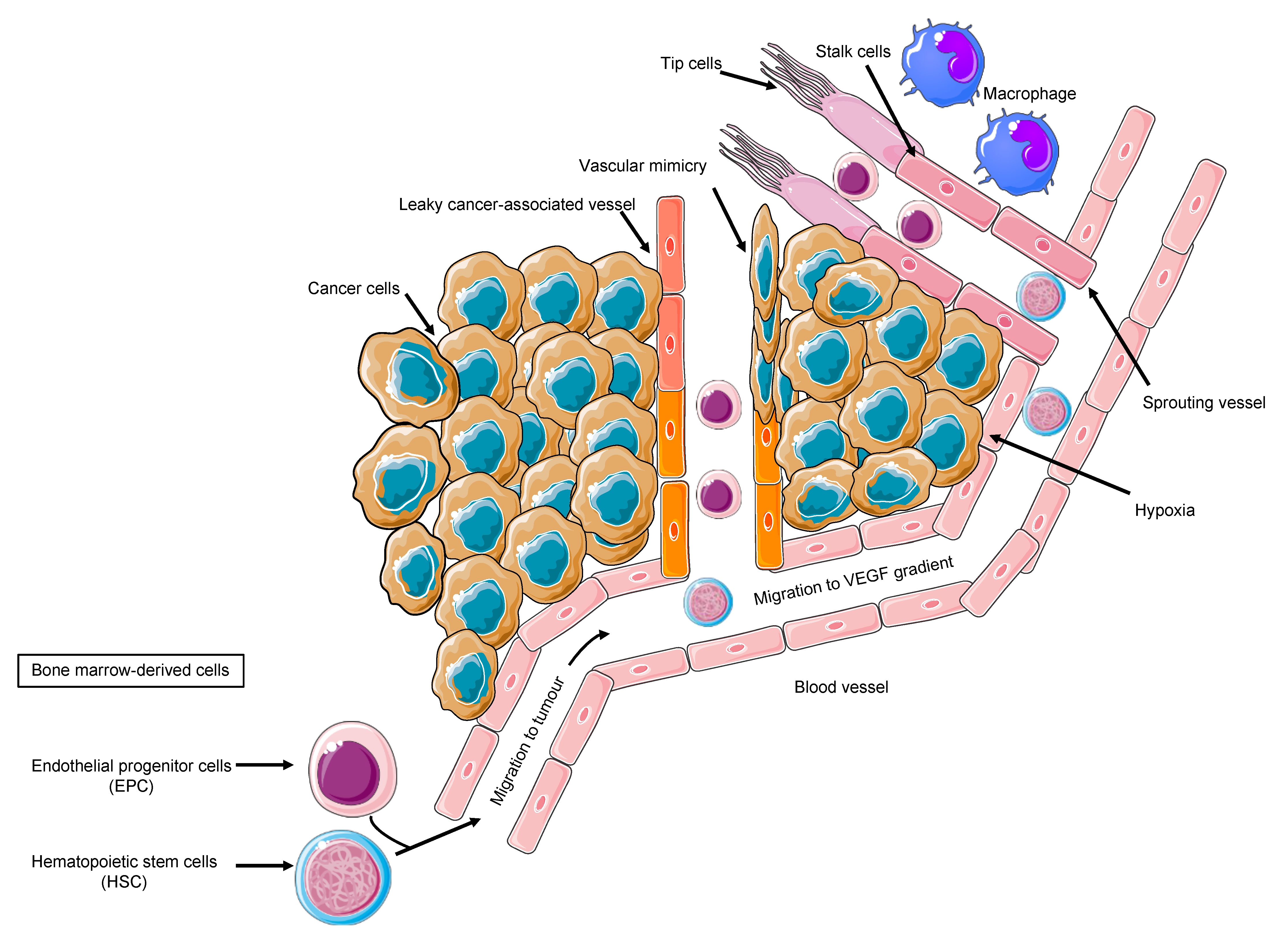 Cancers 13 03433 g001 Cancers 13 03433 g001
