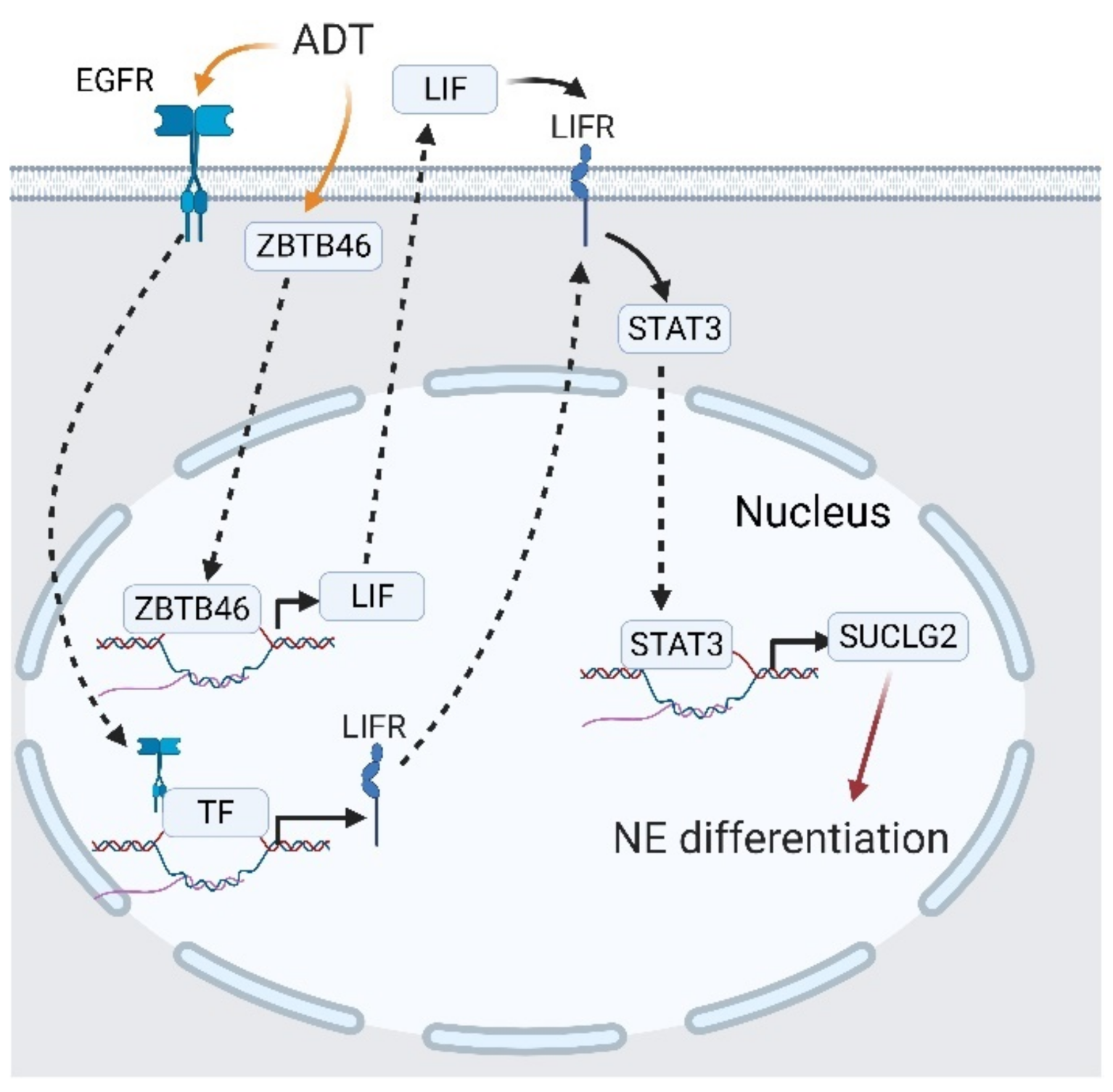 Cancers 13 03452 g010 Cancers 13 03452 g010