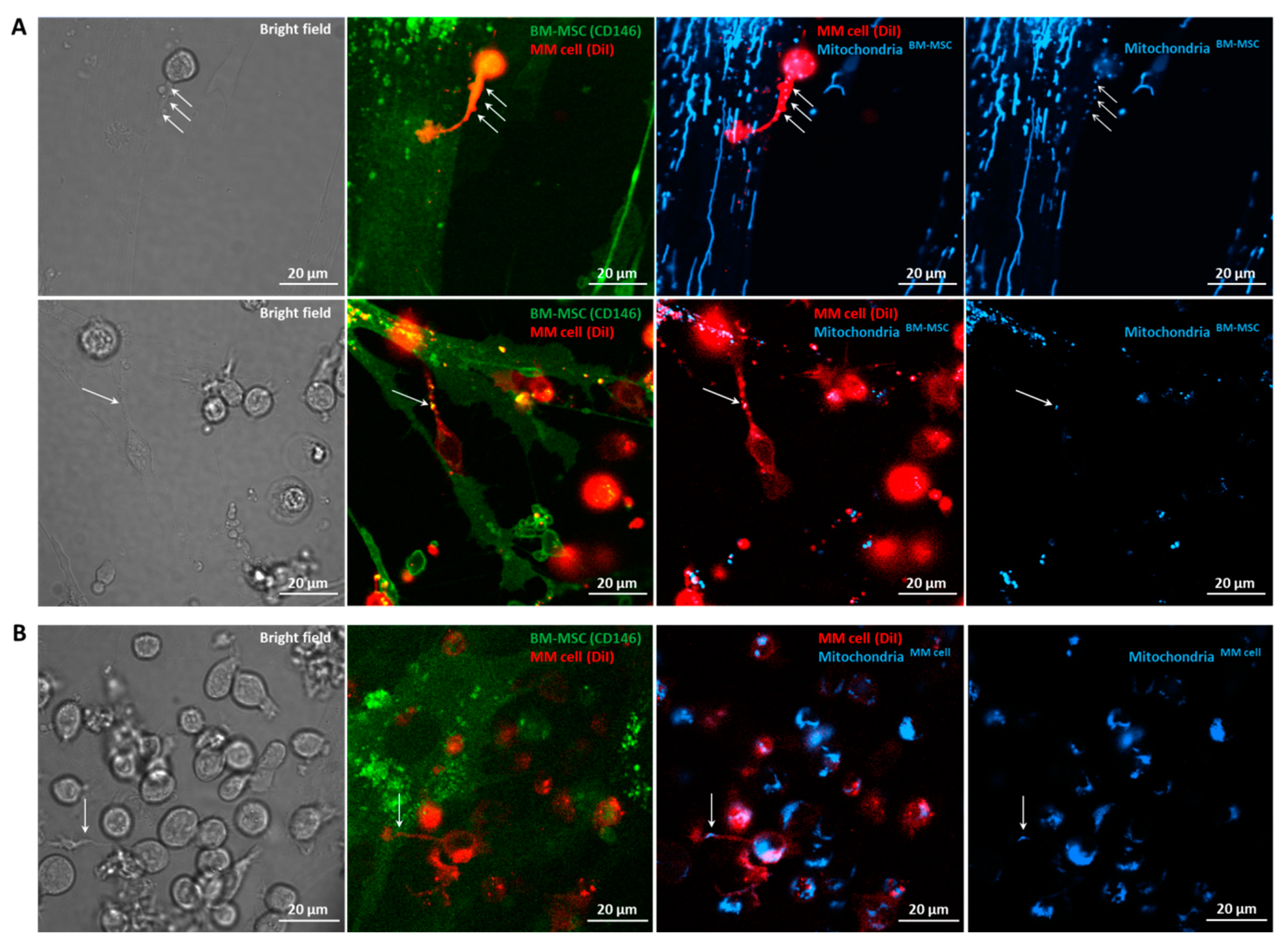 Cancers 13 03461 g006 550