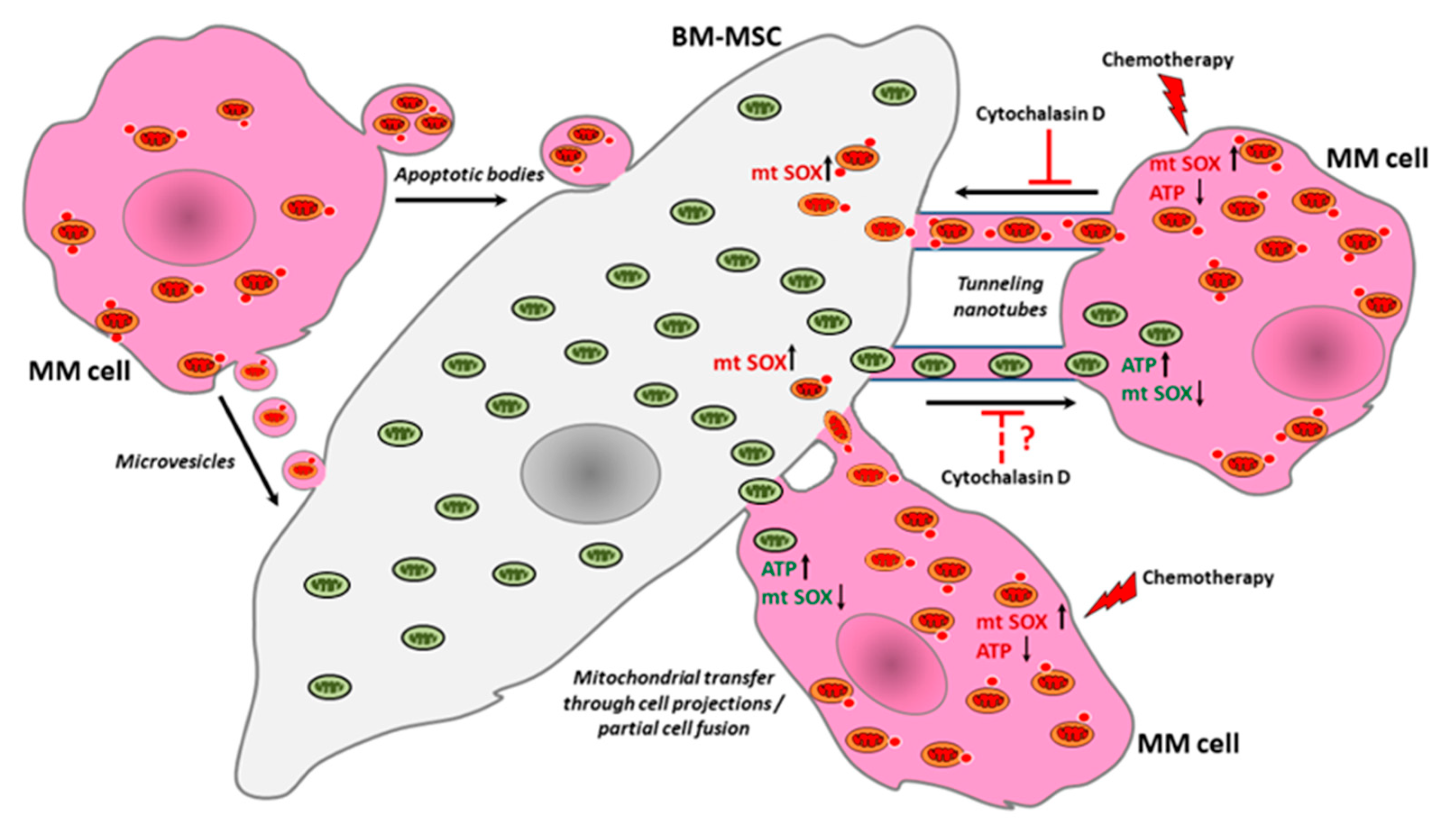 Cancers 13 03461 g008 550