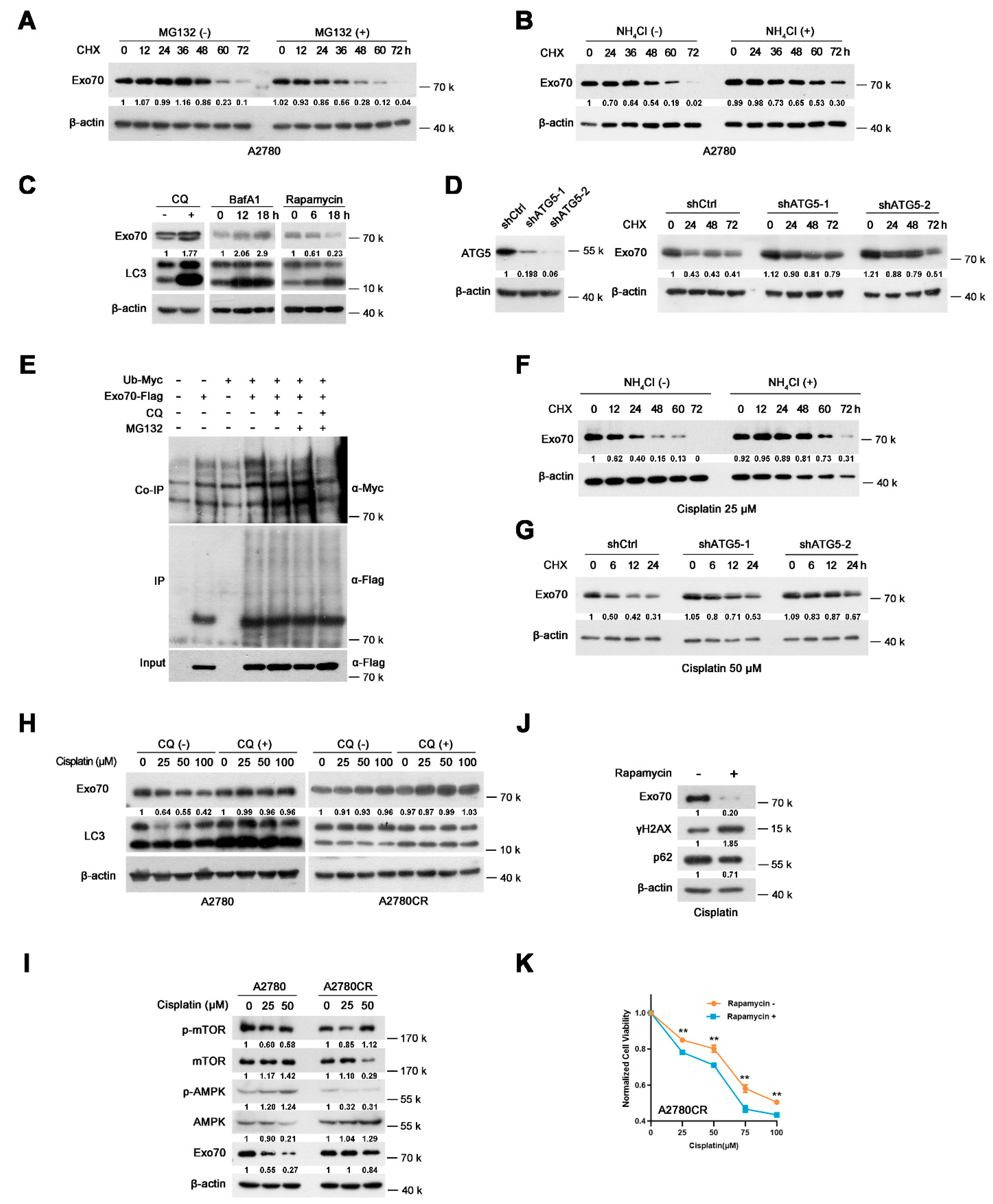 Cancers 13 03467 g005