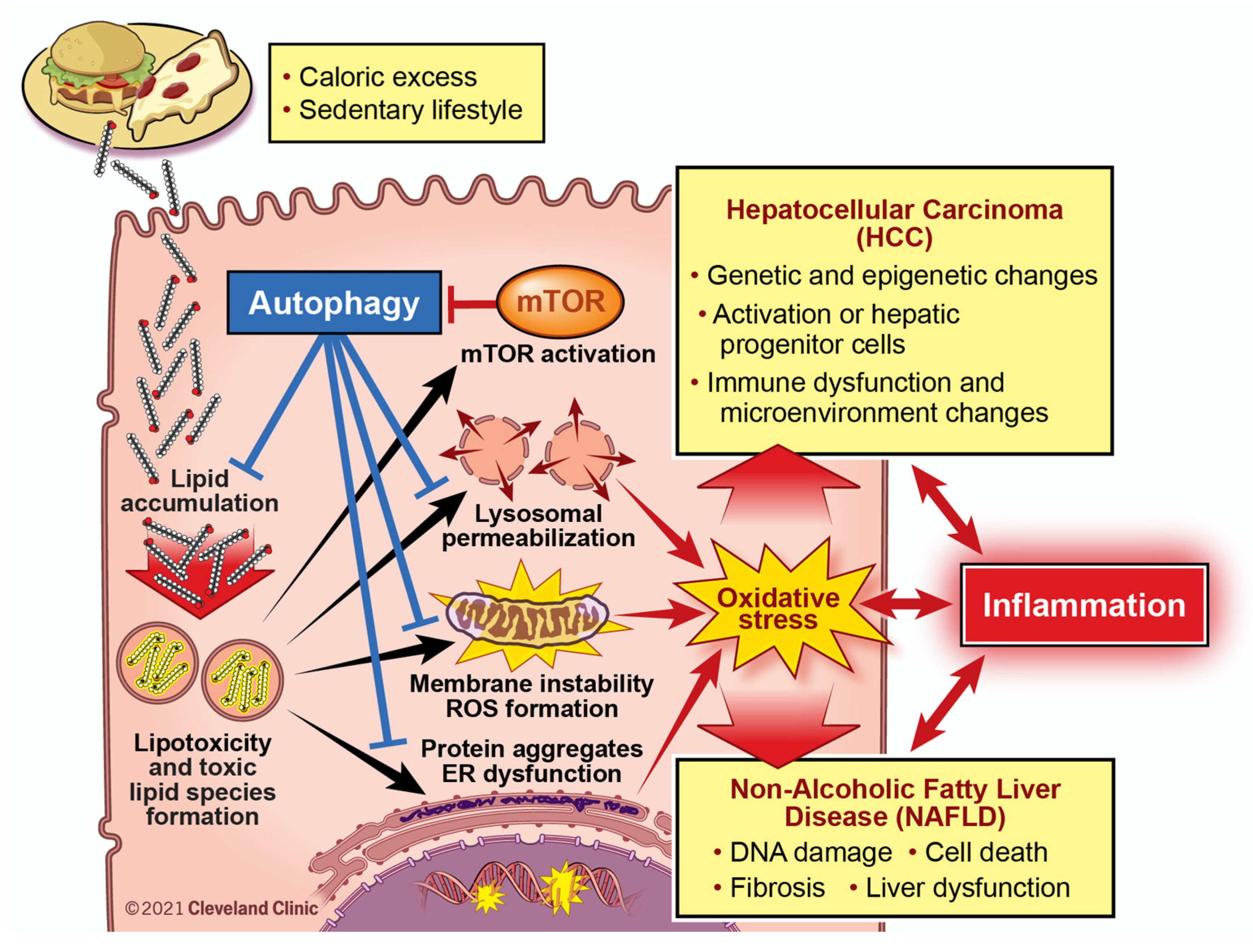 Cancers 13 03473 g002