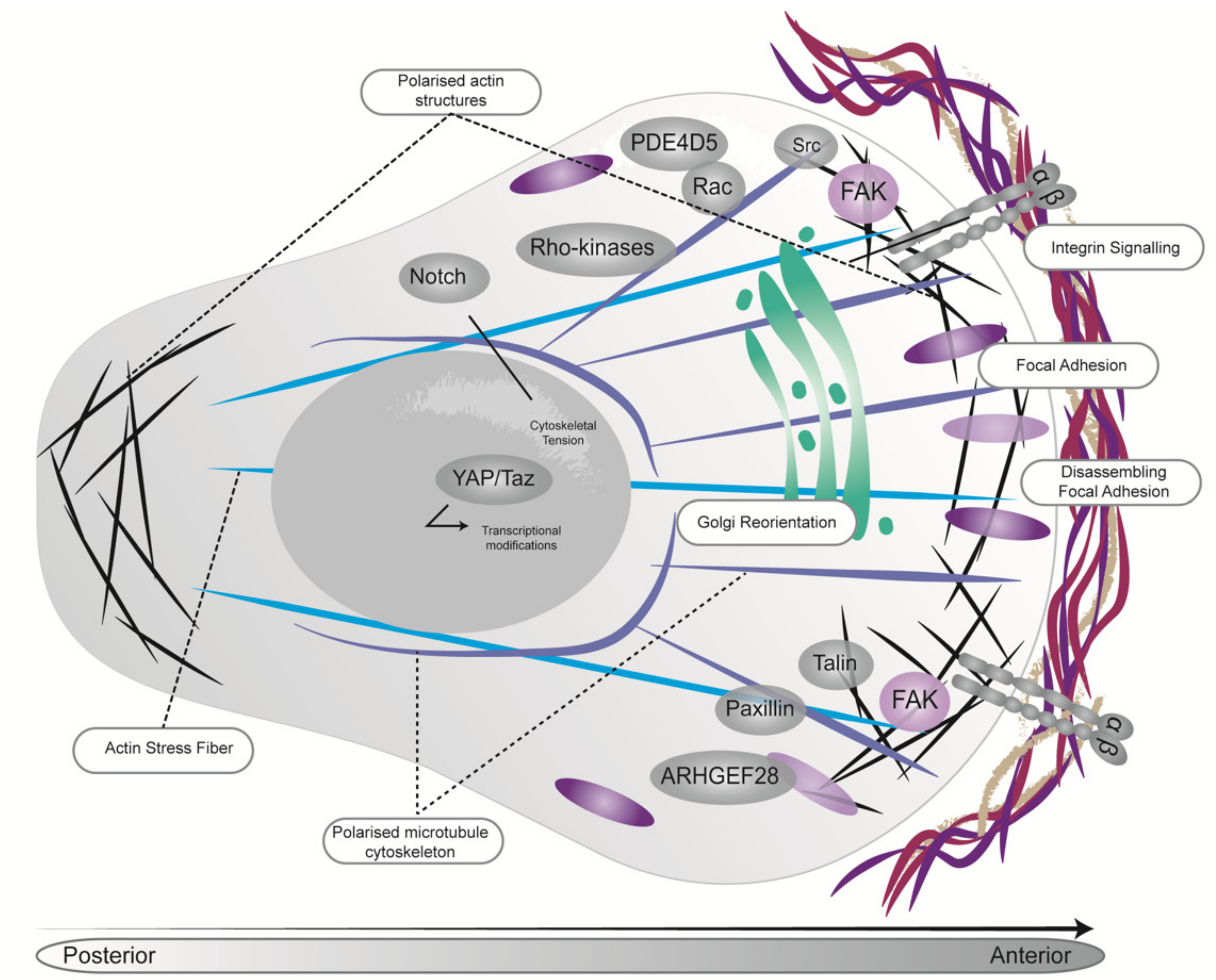 Cancers 13 03481 g003 550