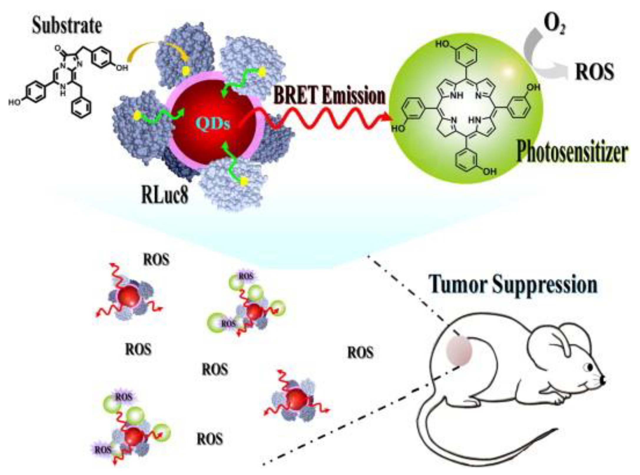 Cancers 13 03484 g008