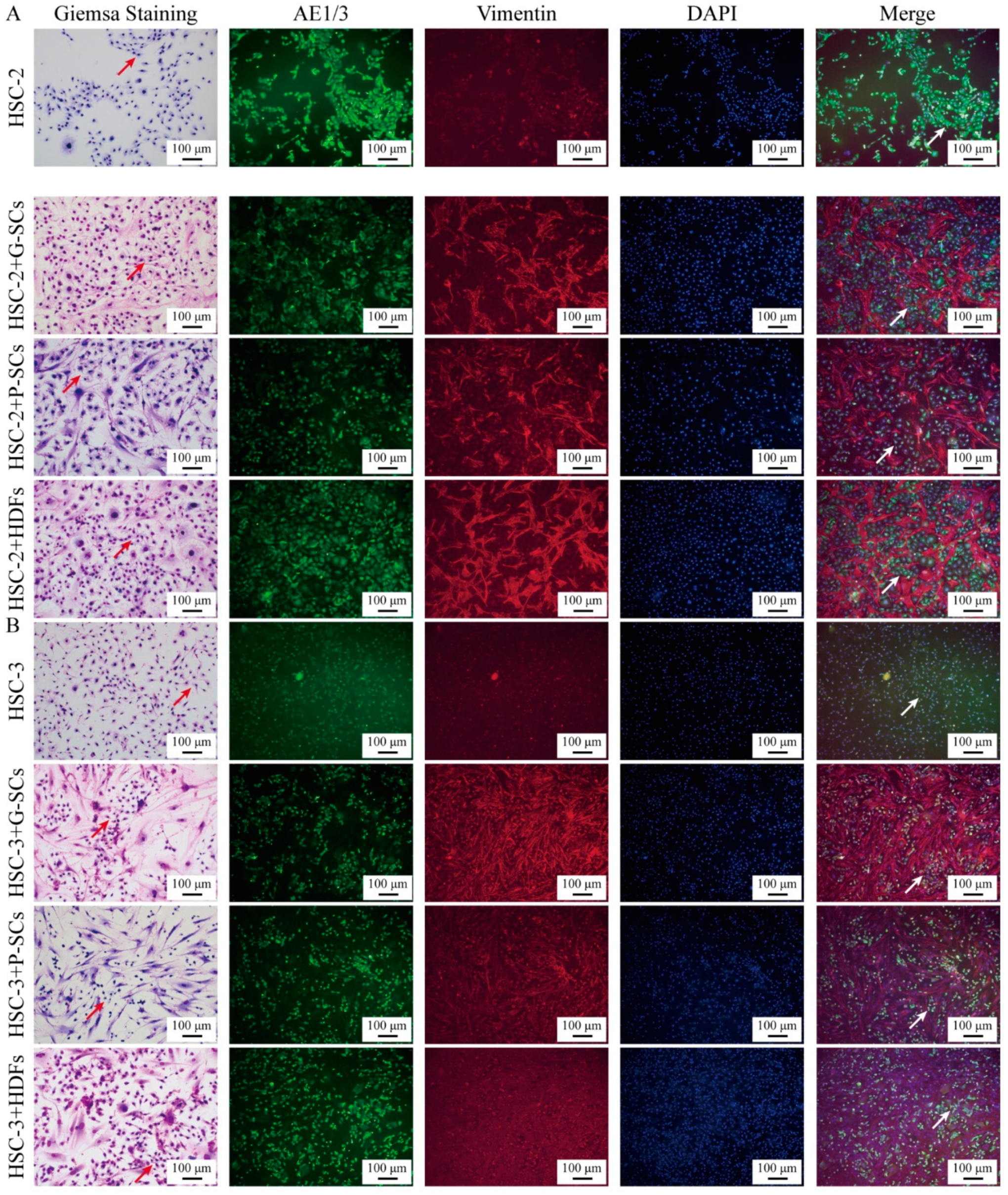 Cancers 13 03491 g002