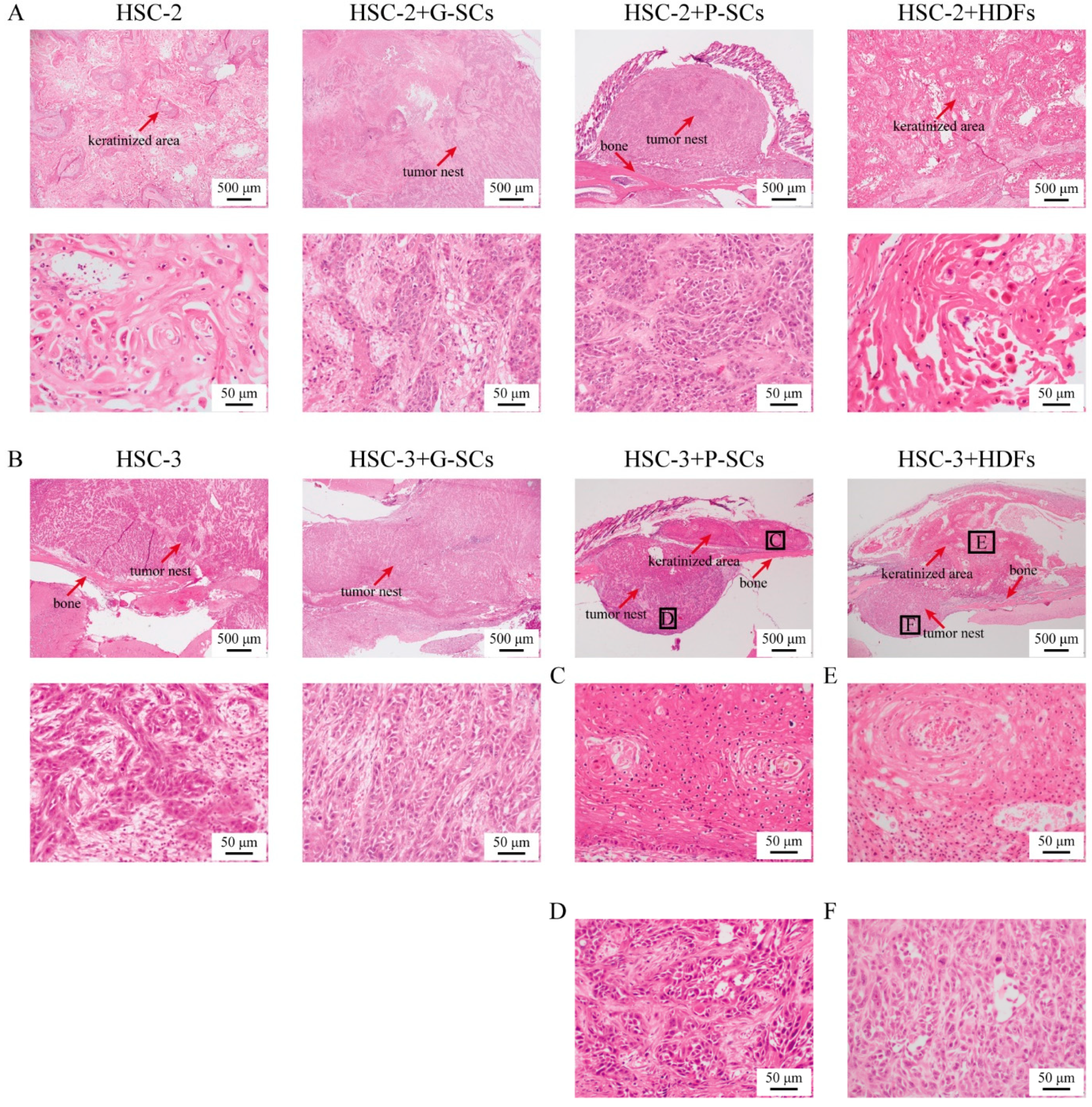 Cancers 13 03491 g006