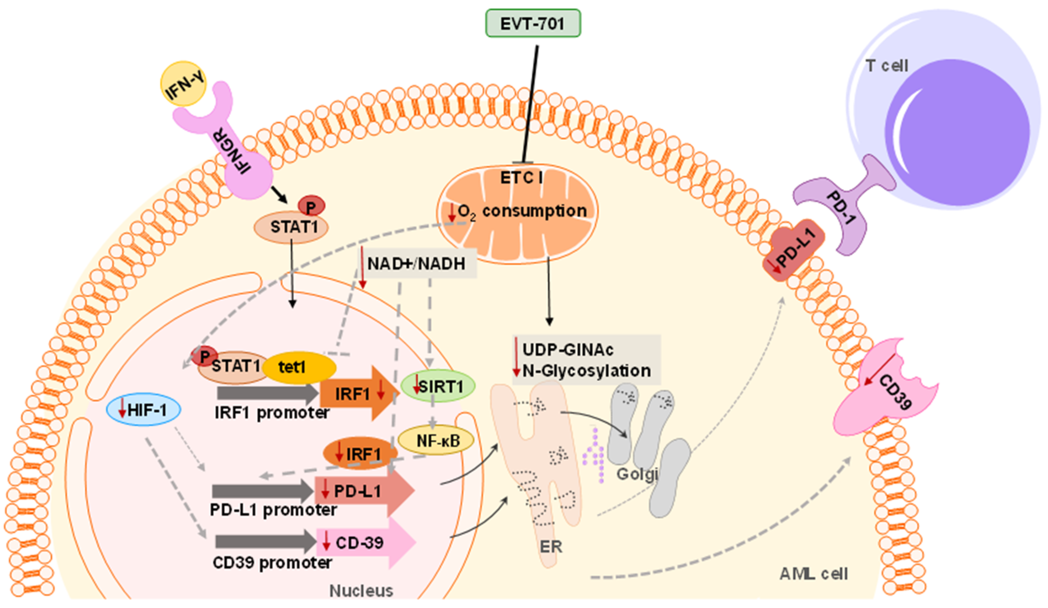 Cancers 13 03499 g005 550