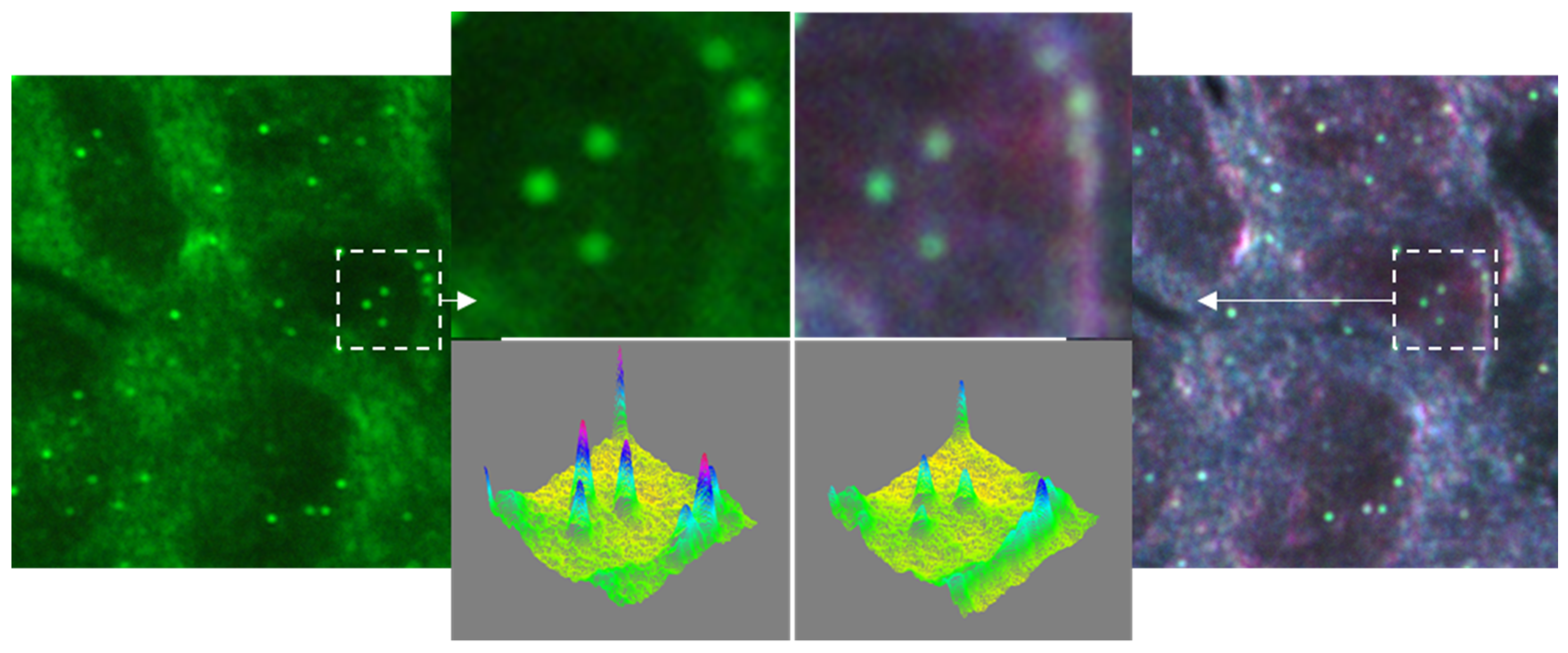 Cancers 13 03509 g004