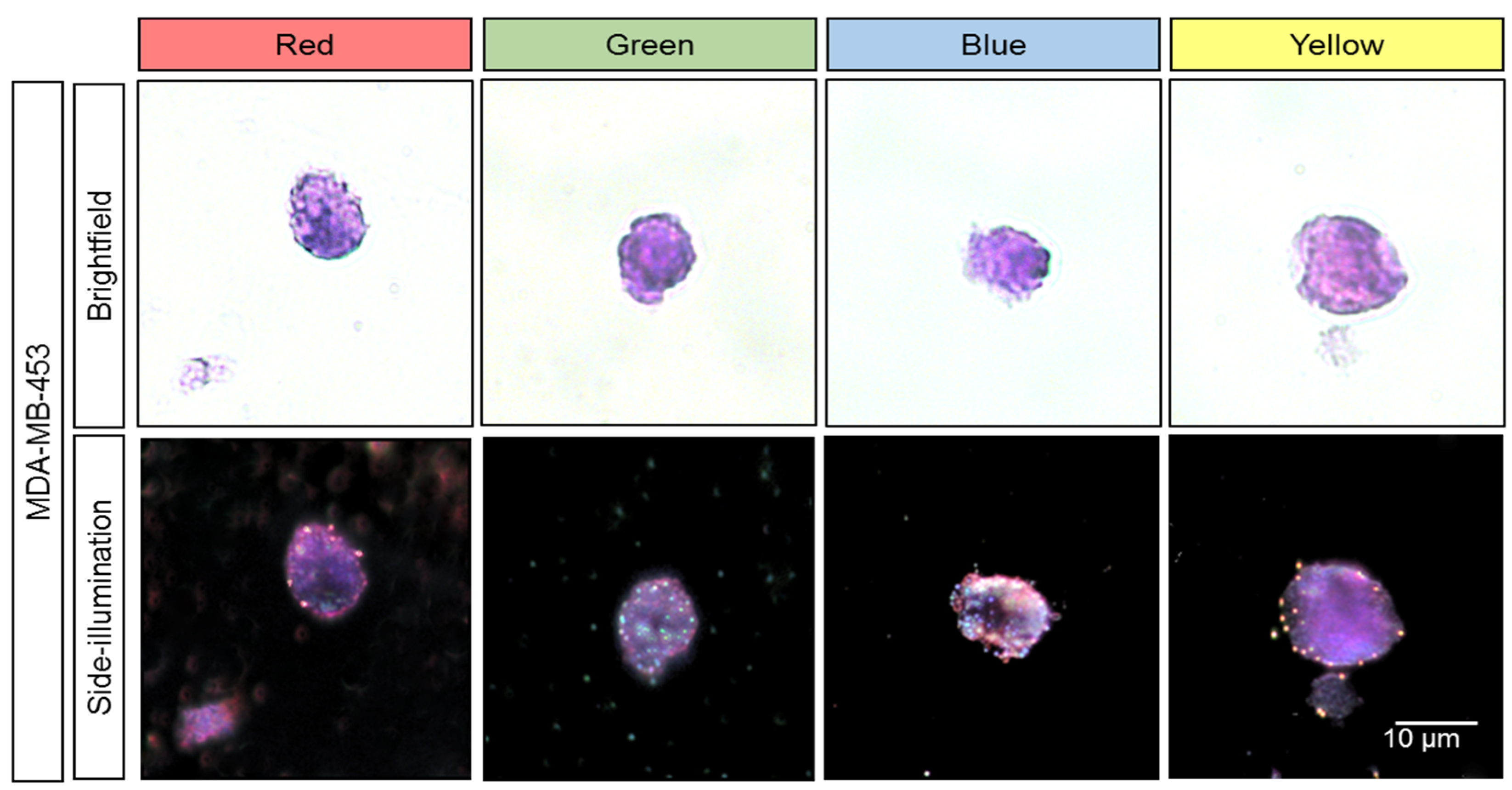 Cancers 13 03509 g006