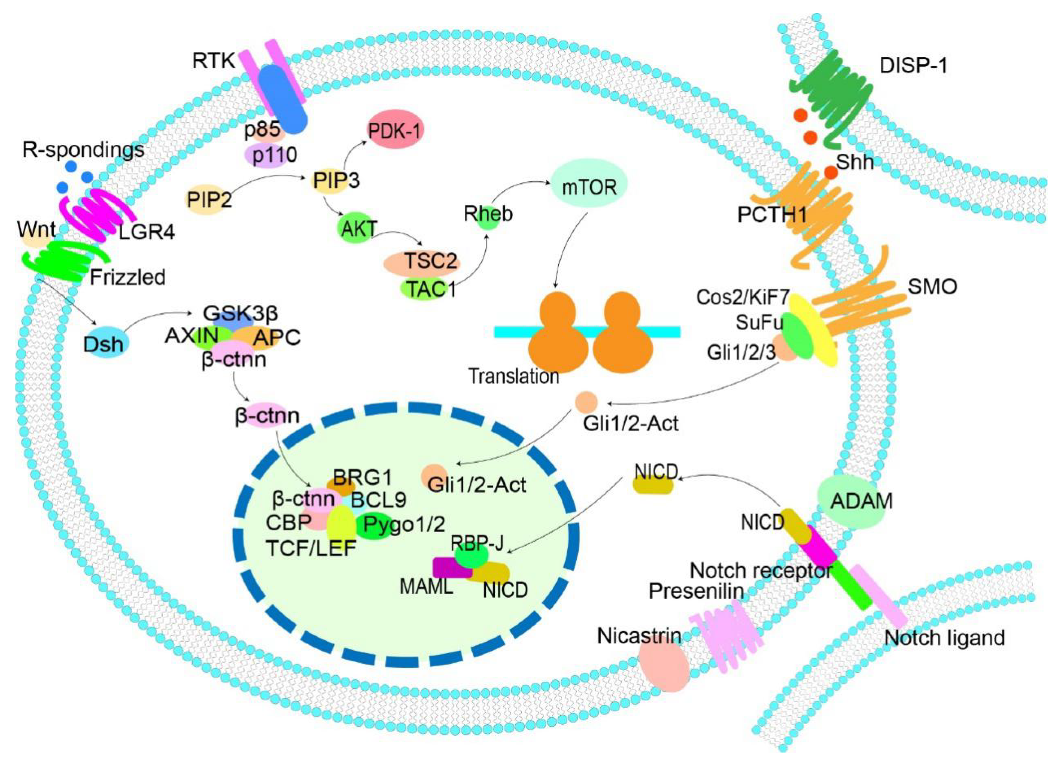 Cancers 13 03523 g001