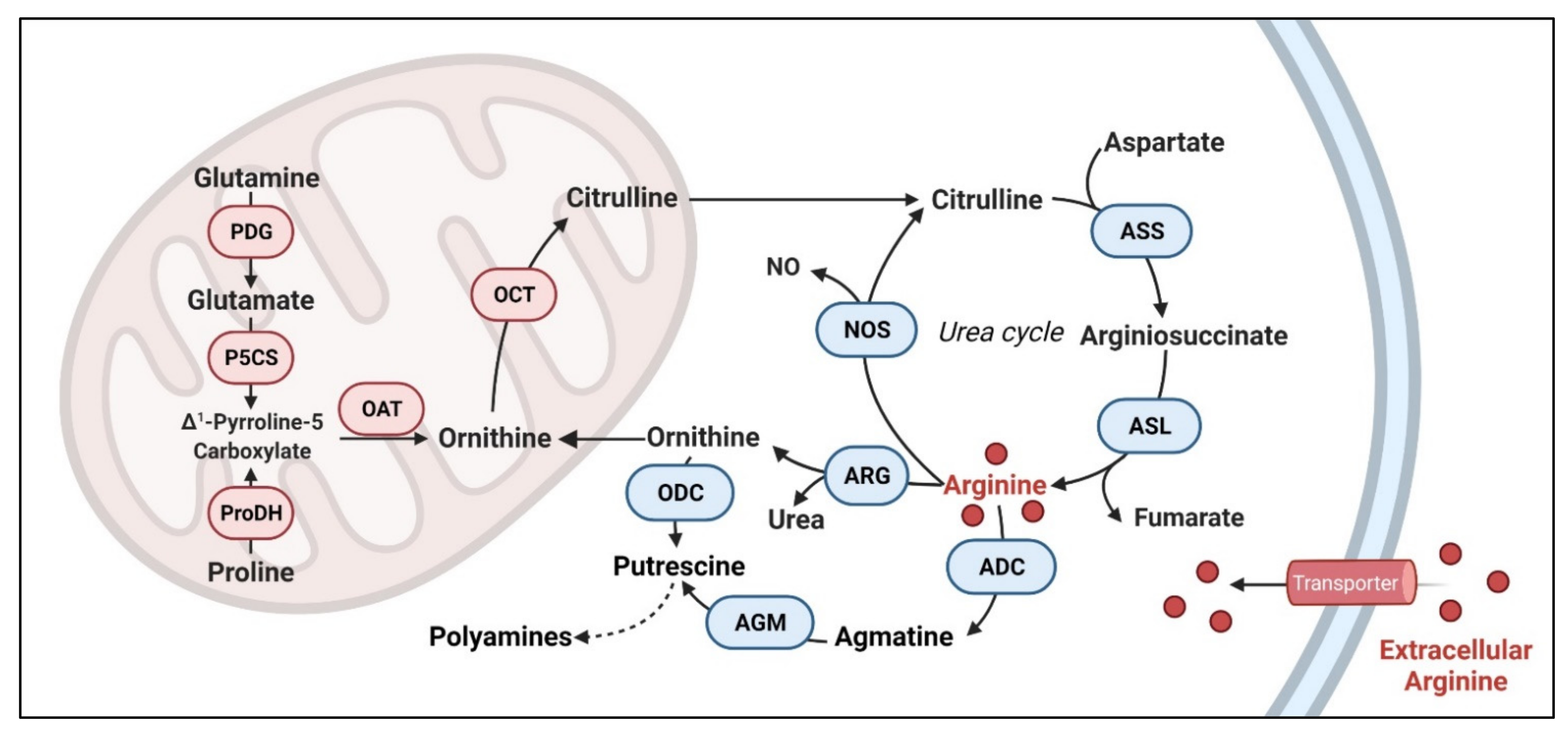 Prostatitis és arginin