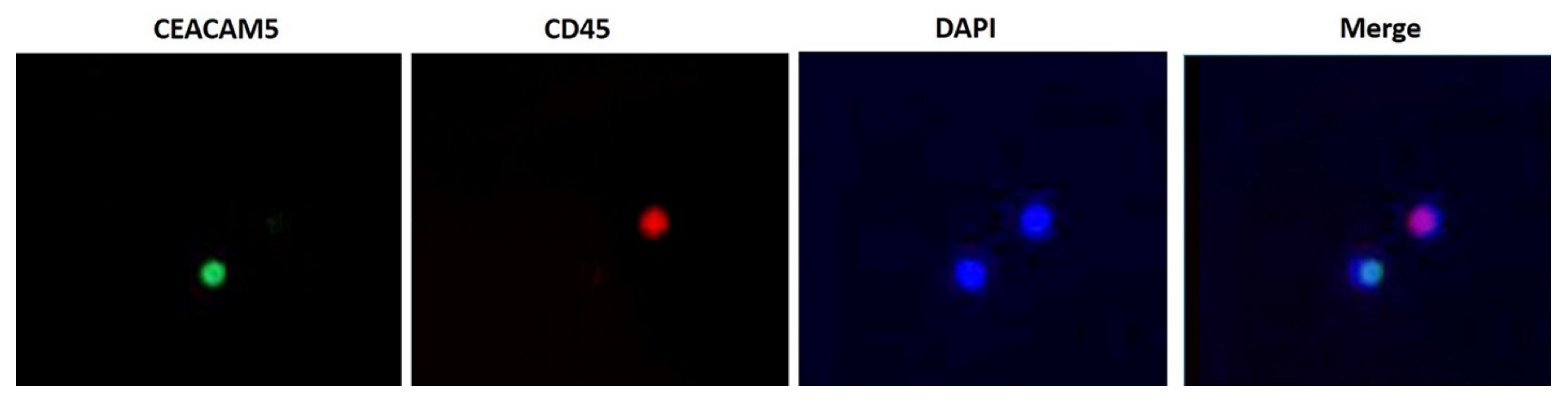 Cancers 13 03552 g001