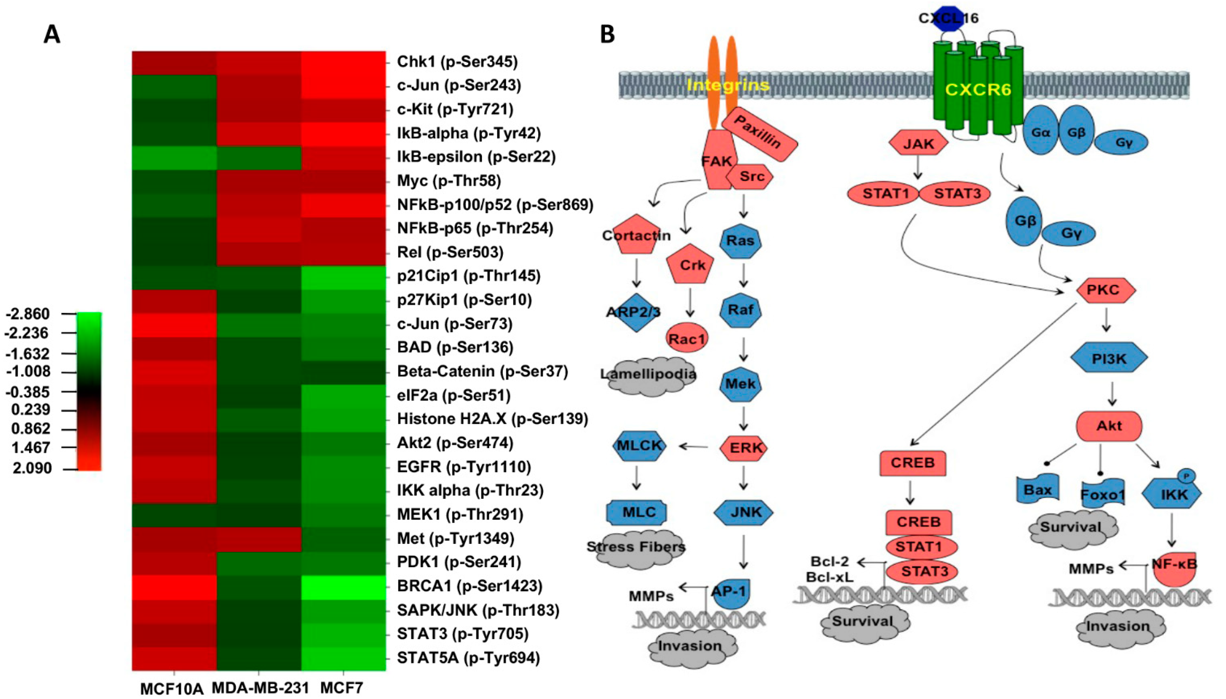 Cancers 13 03568 g003 Cancers 13 03568 g003
