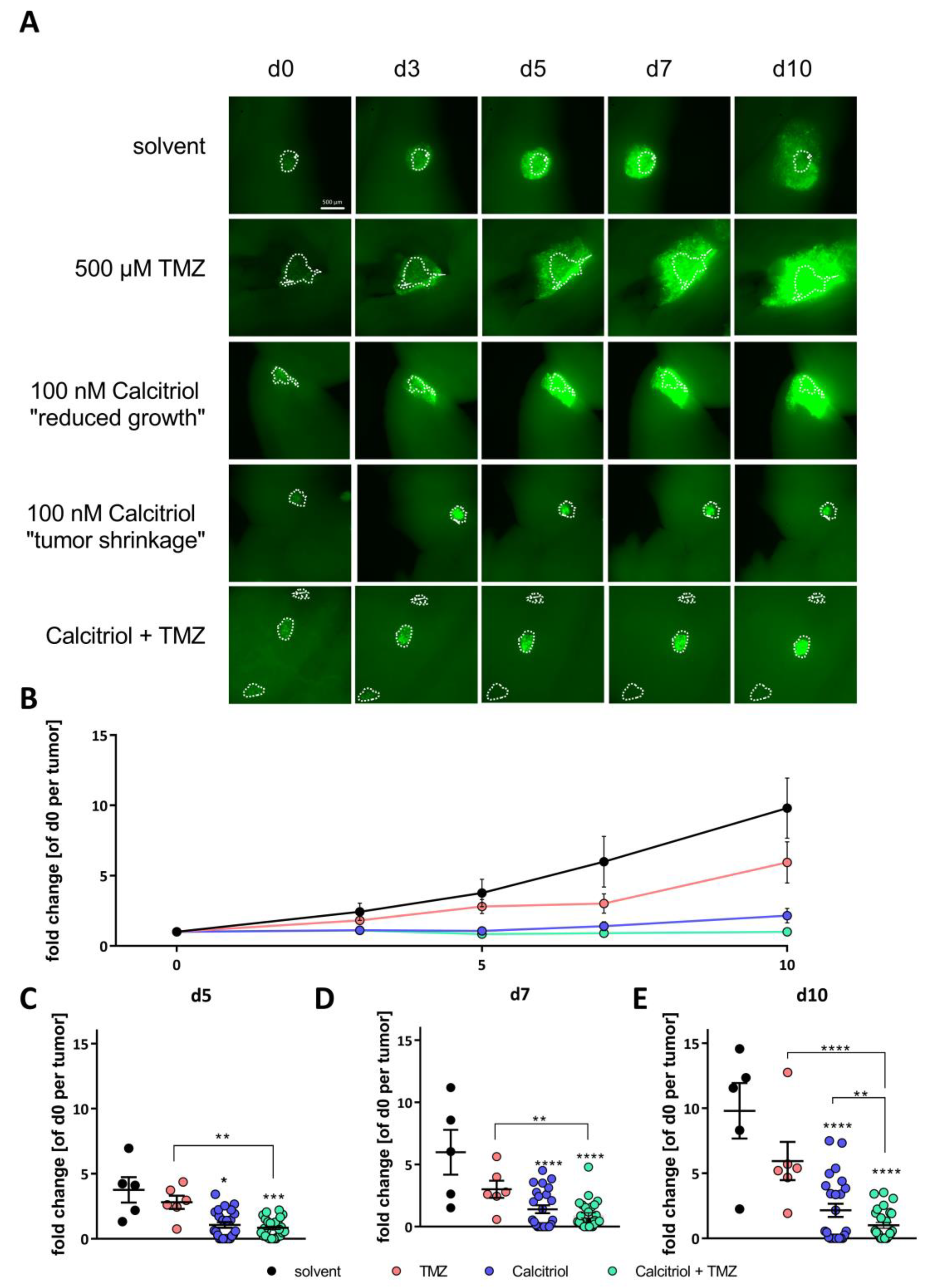 Cancers 13 03577 g008 Cancers 13 03577 g008
