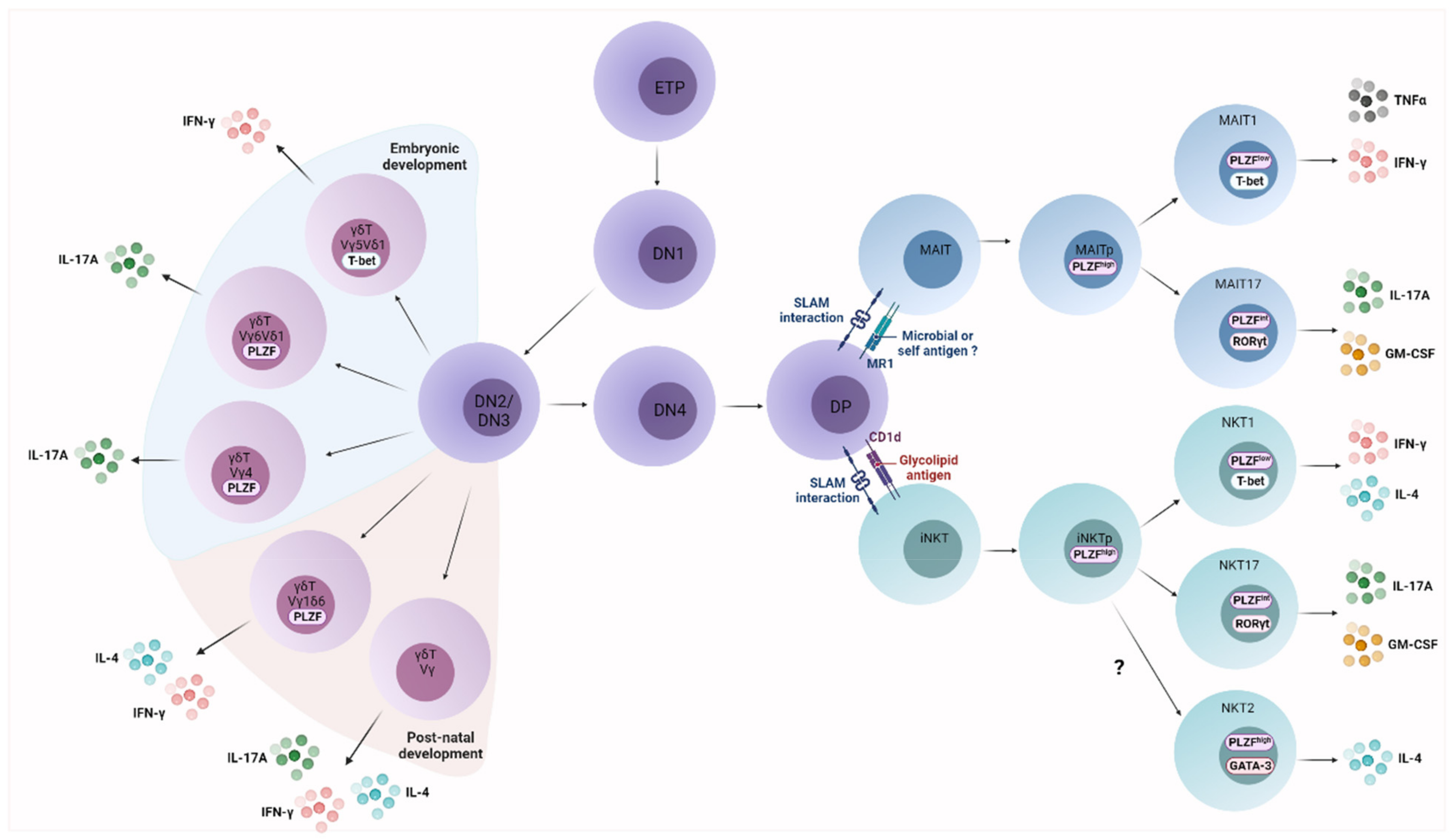 Footpad I fare underviser Cancers | Free Full-Text | Regulation and Functions of Protumoral  Unconventional T Cells in Solid Tumors | HTML