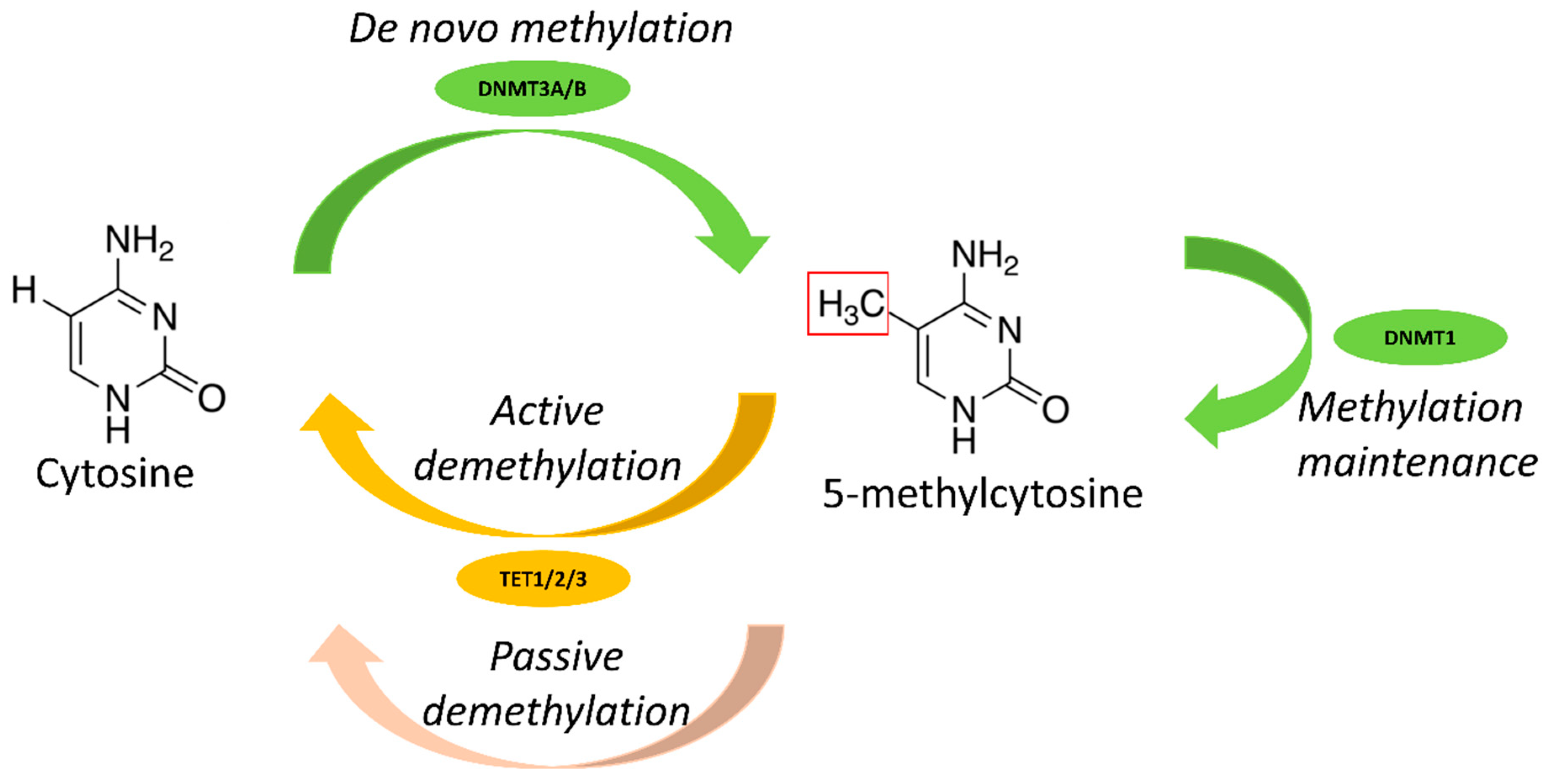 Cancers 13 03587 g001 Cancers 13 03587 g001