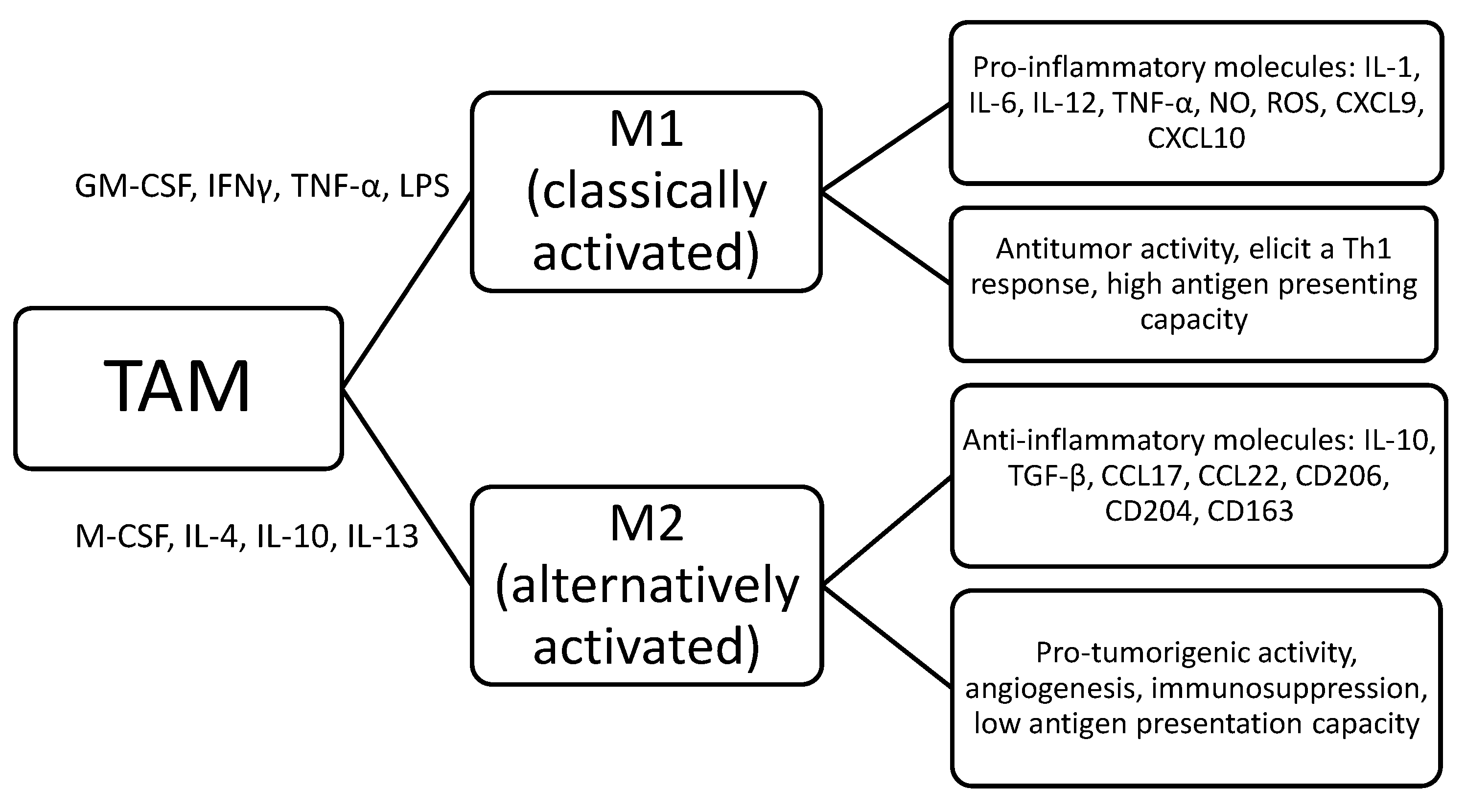 Cancers | Free Full-Text | The Role of Tumor-Associated 