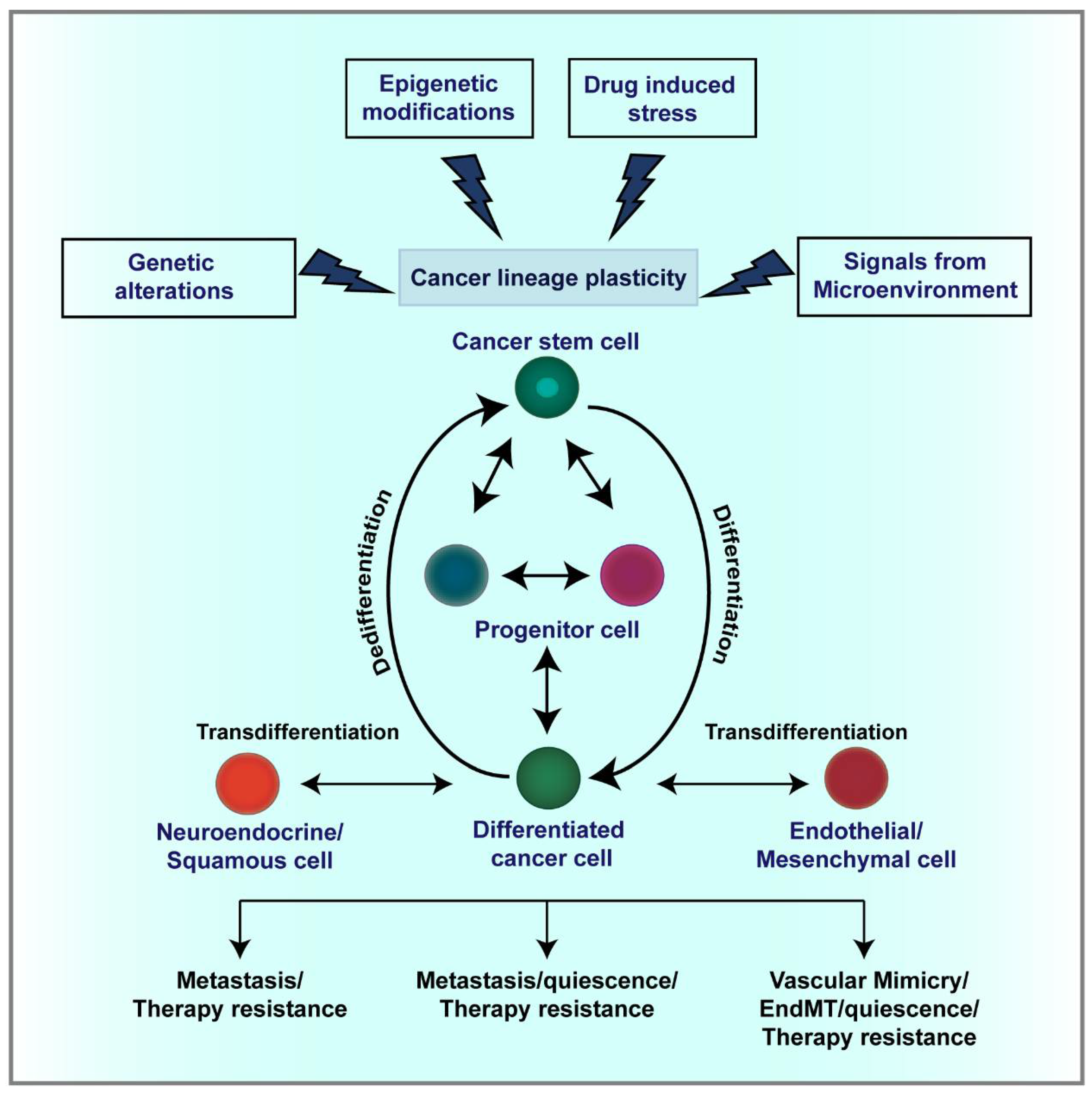cancers free full text lineage plasticity in cancer the tale of a skin walker html