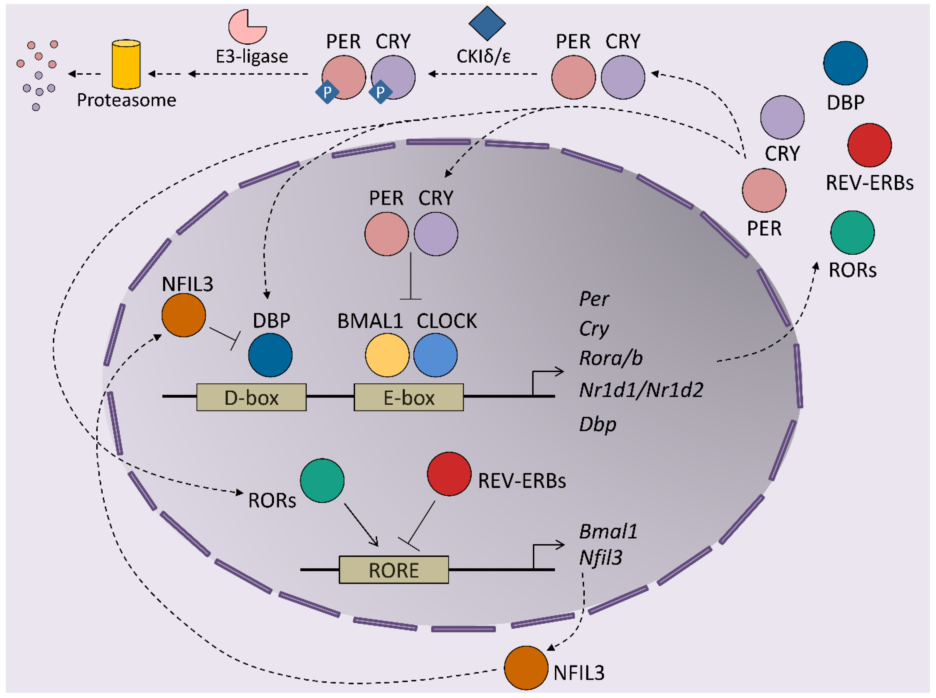 Cancers 13 03631 g001