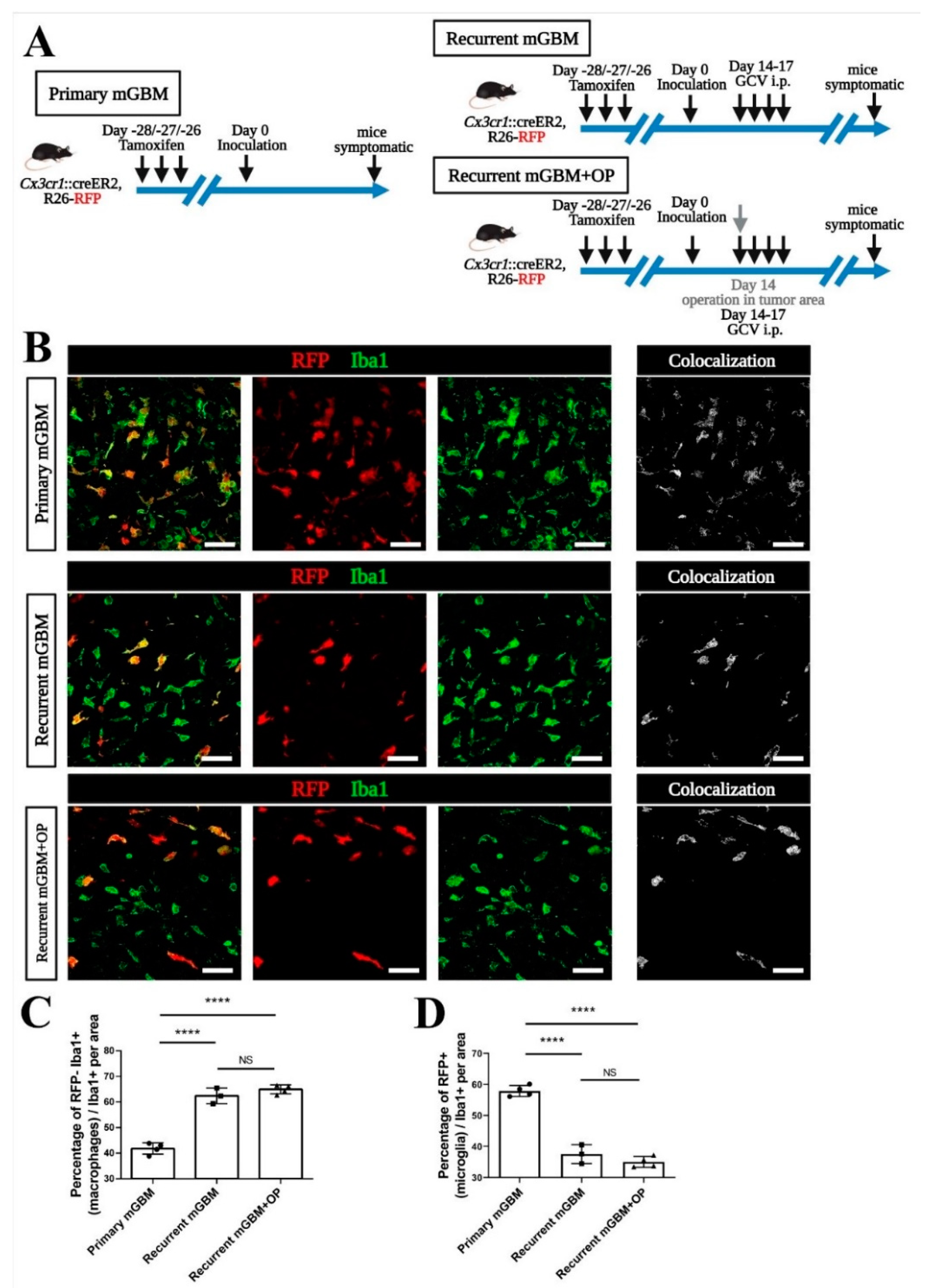 Cancers 13 03636 g004 550