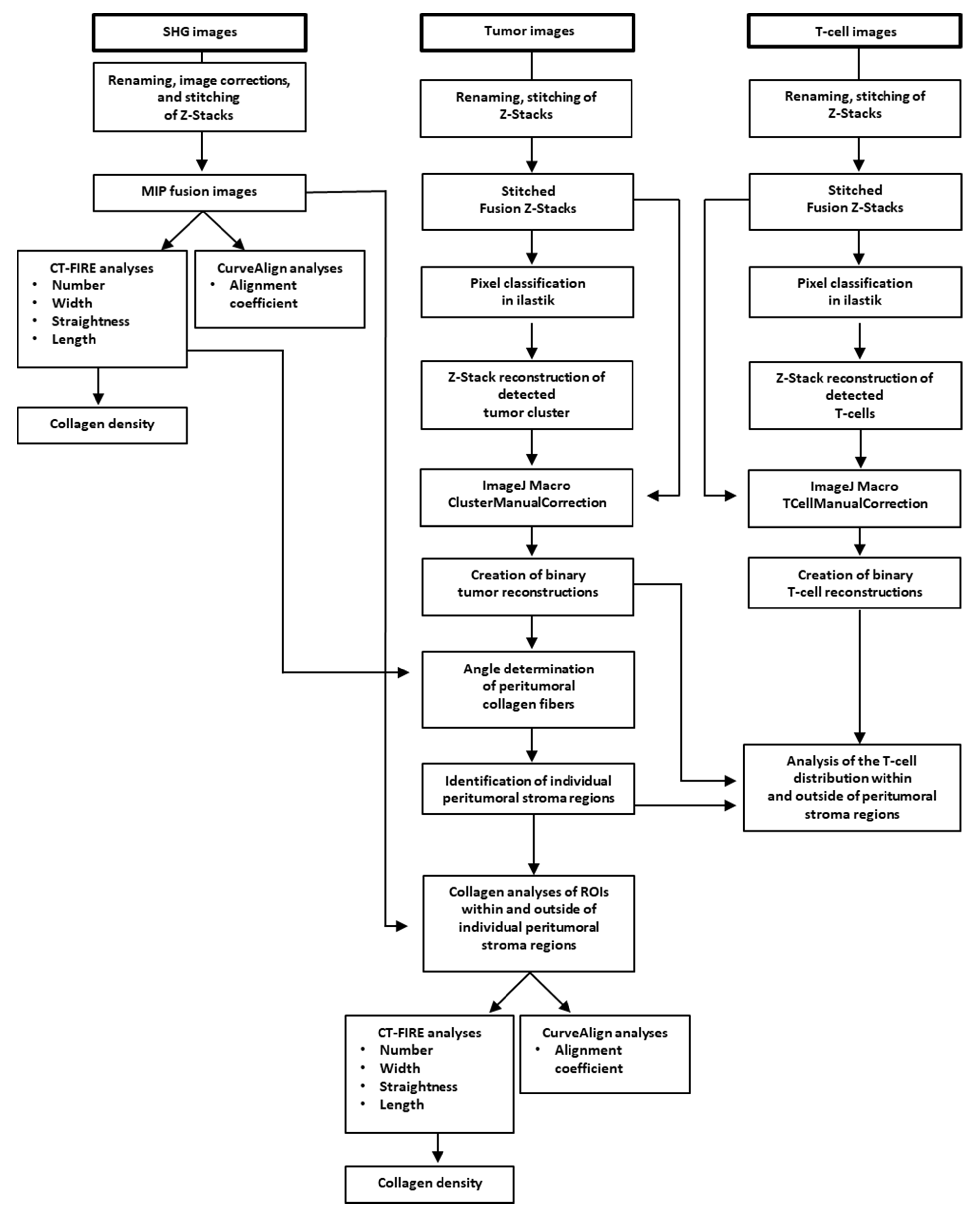 Cancers 13 03648 g001 550