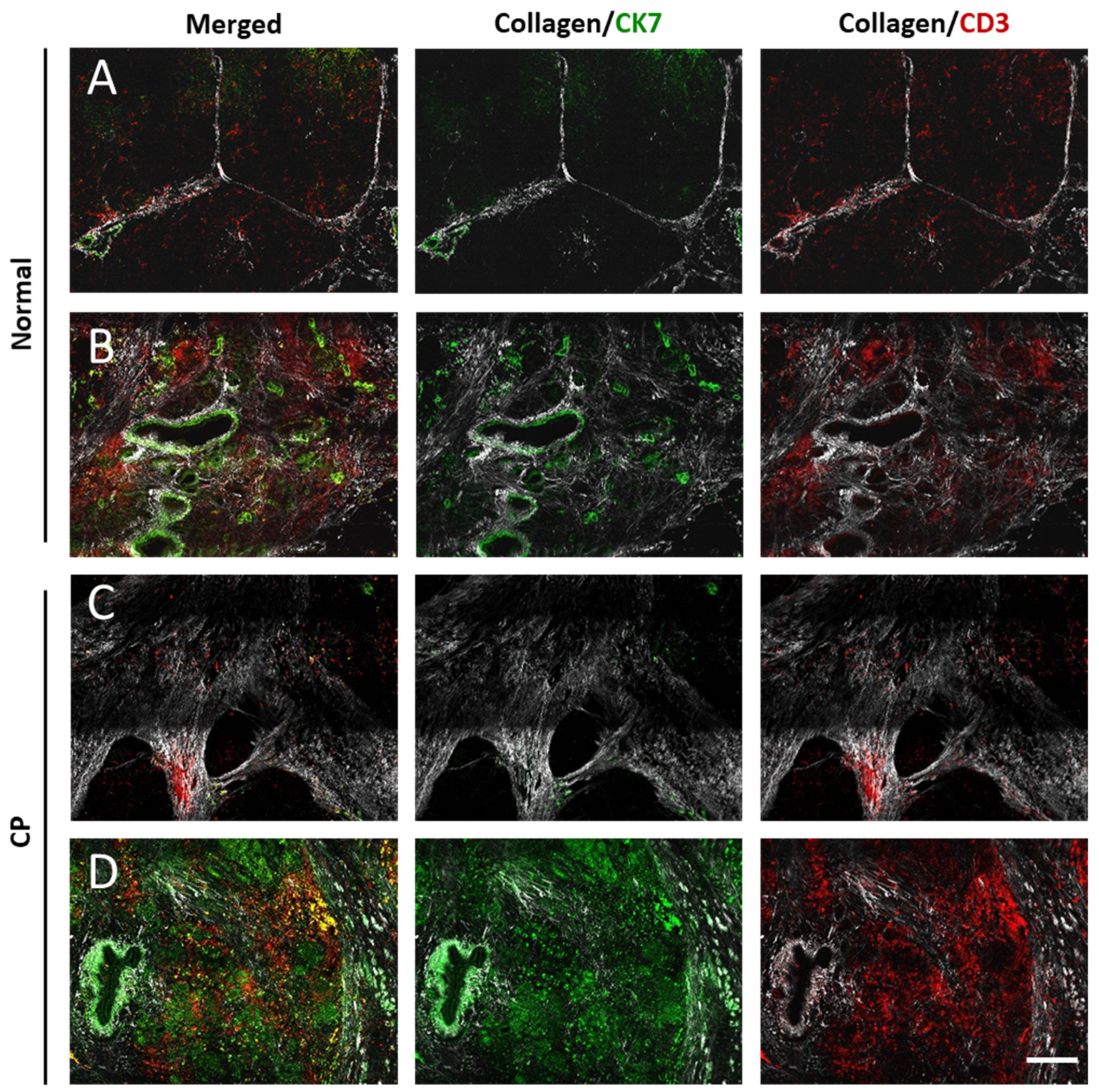 Cancers 13 03648 g002 550