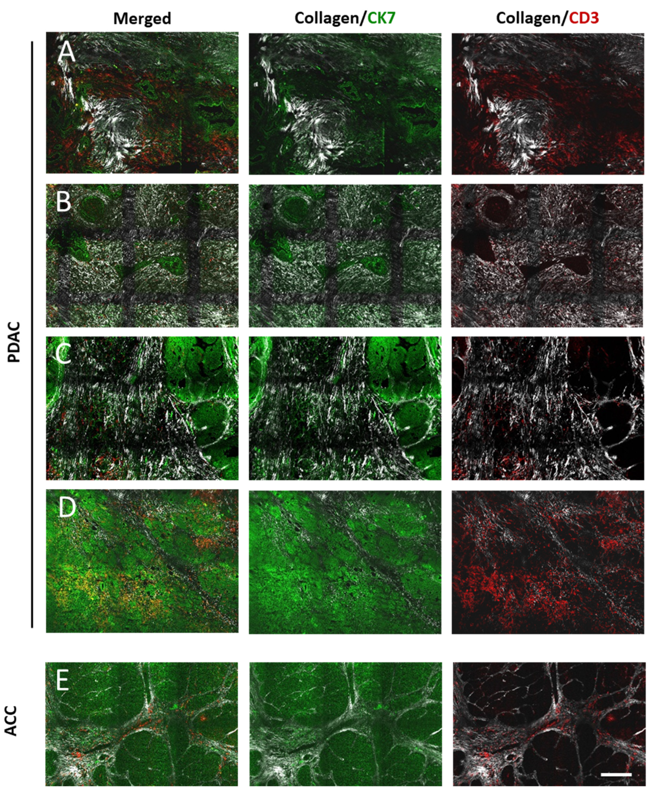 Cancers 13 03648 g003 550