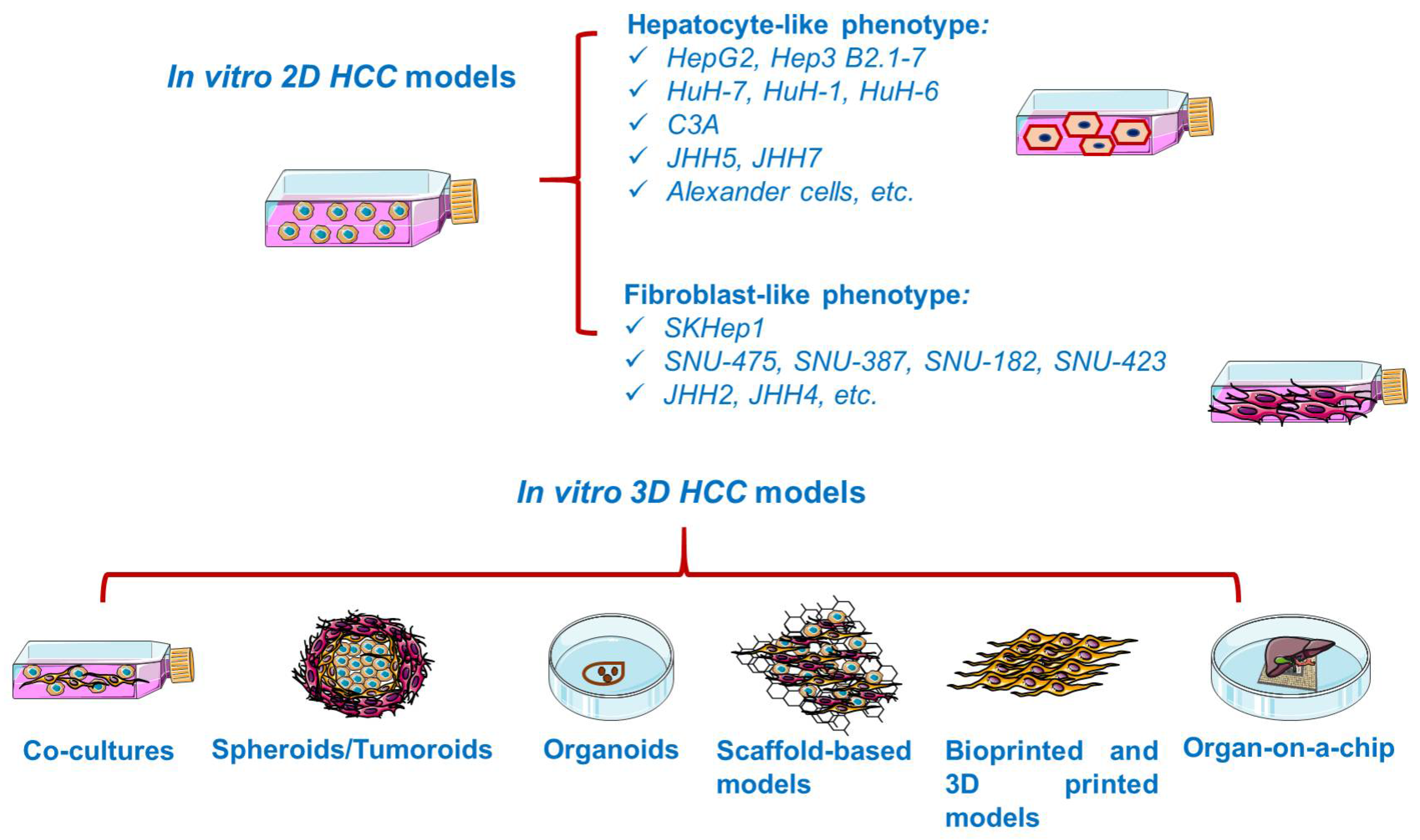 Experimental Models of Hepatocellular Carcinoma—A